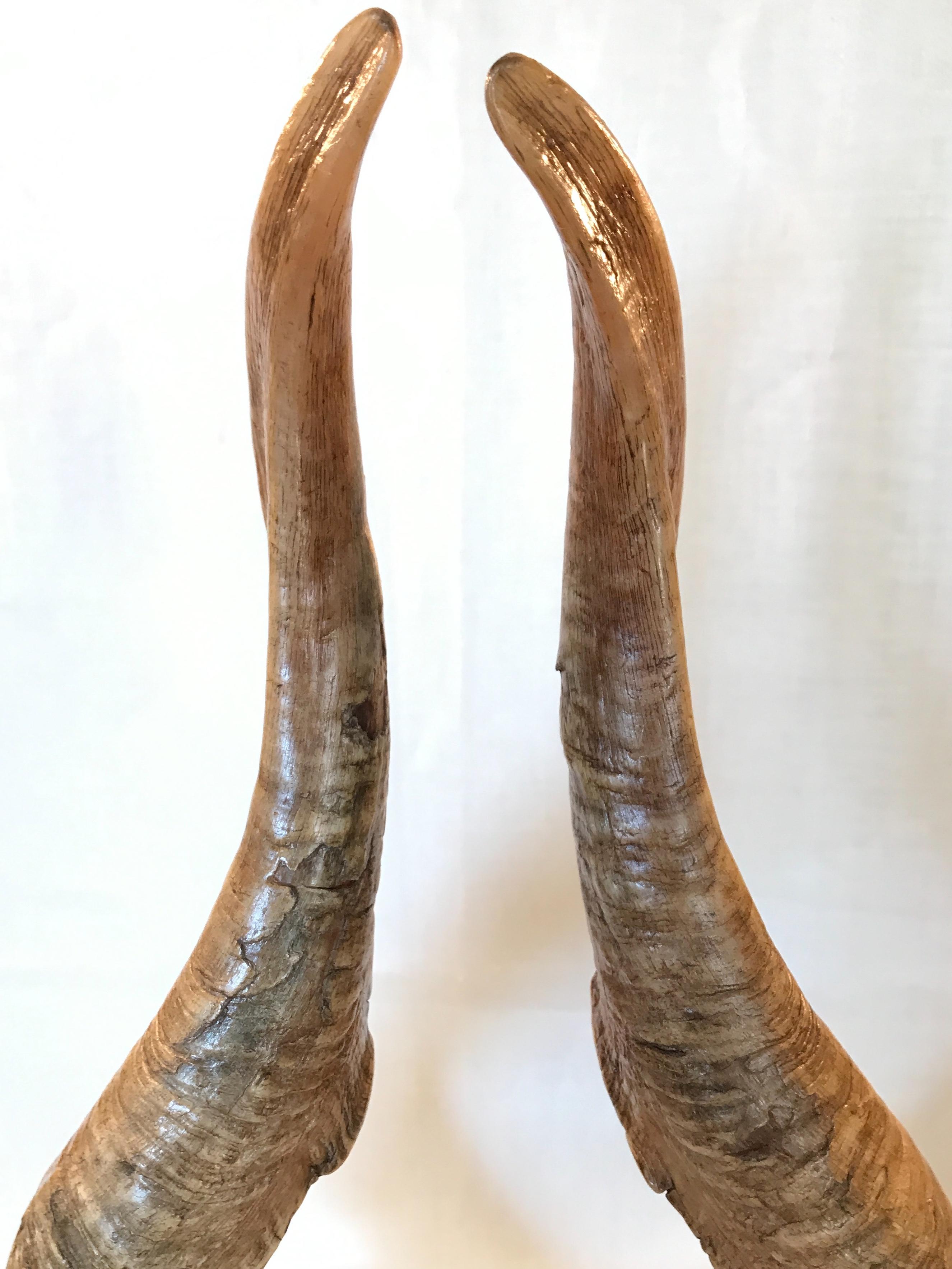 Polished Pair of Vintage Taxidermy Markhor Goat Horns