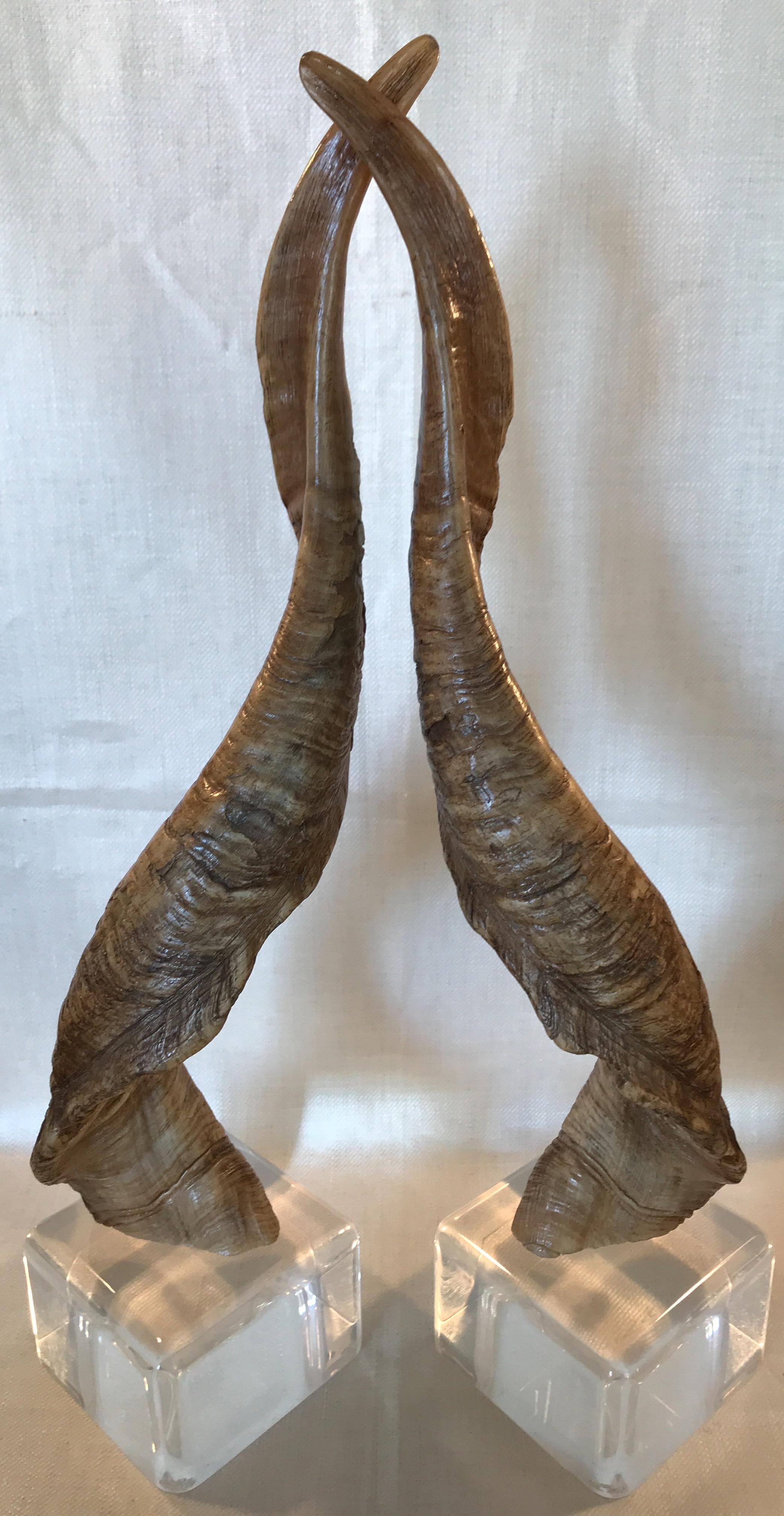 Pair of Vintage Taxidermy Markhor Goat Horns In Good Condition In San Francisco, CA