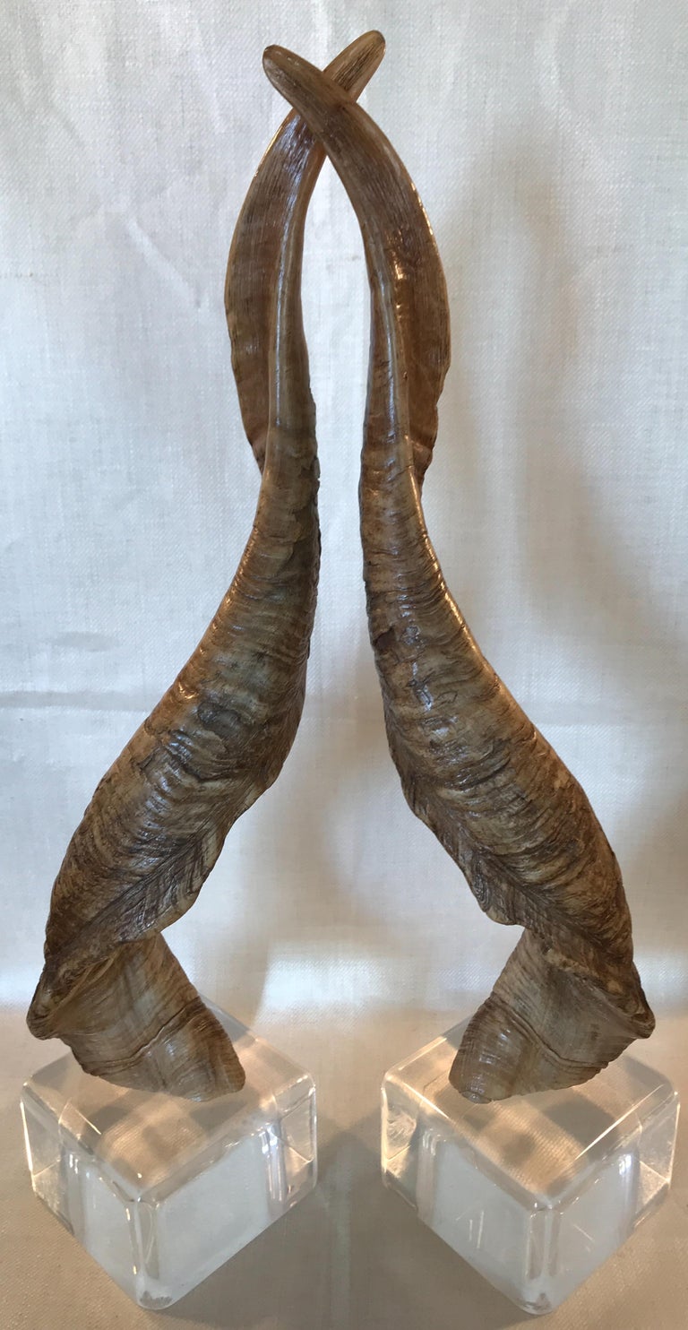 Pair of Vintage Taxidermy Markhor Goat Horns at 1stDibs markhor horns