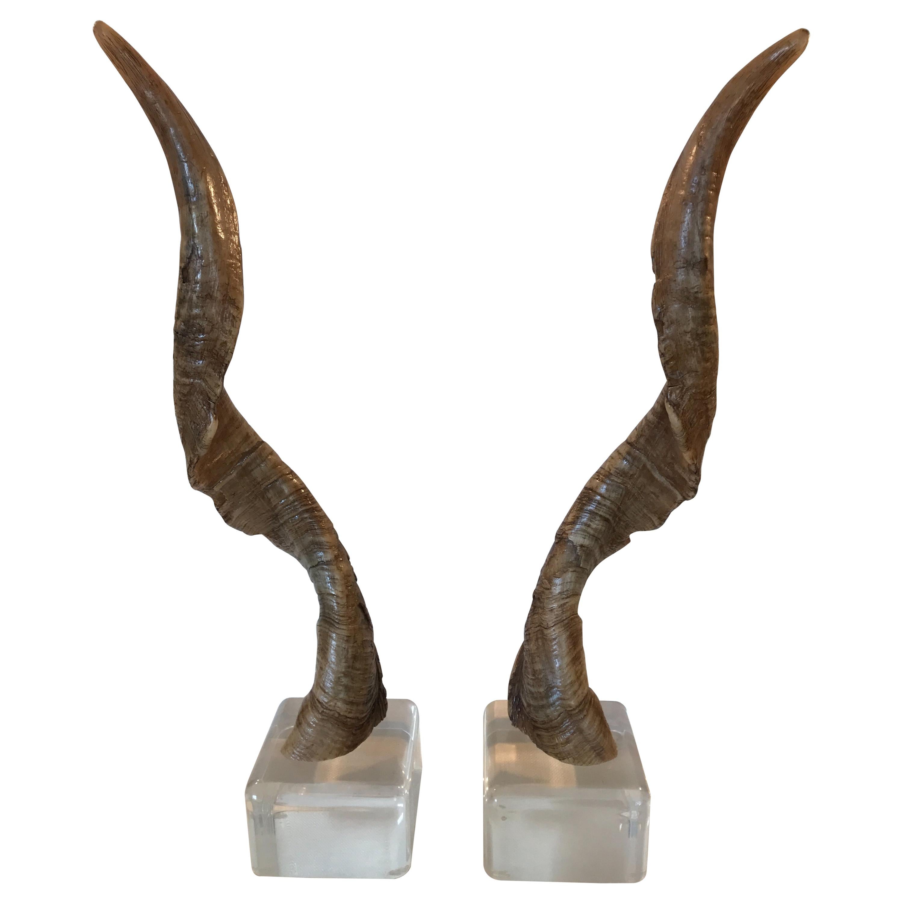 Pair of Vintage Taxidermy Markhor Goat Horns