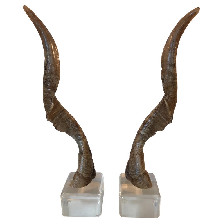 Pair of Vintage Taxidermy Markhor Goat Horns at 1stDibs