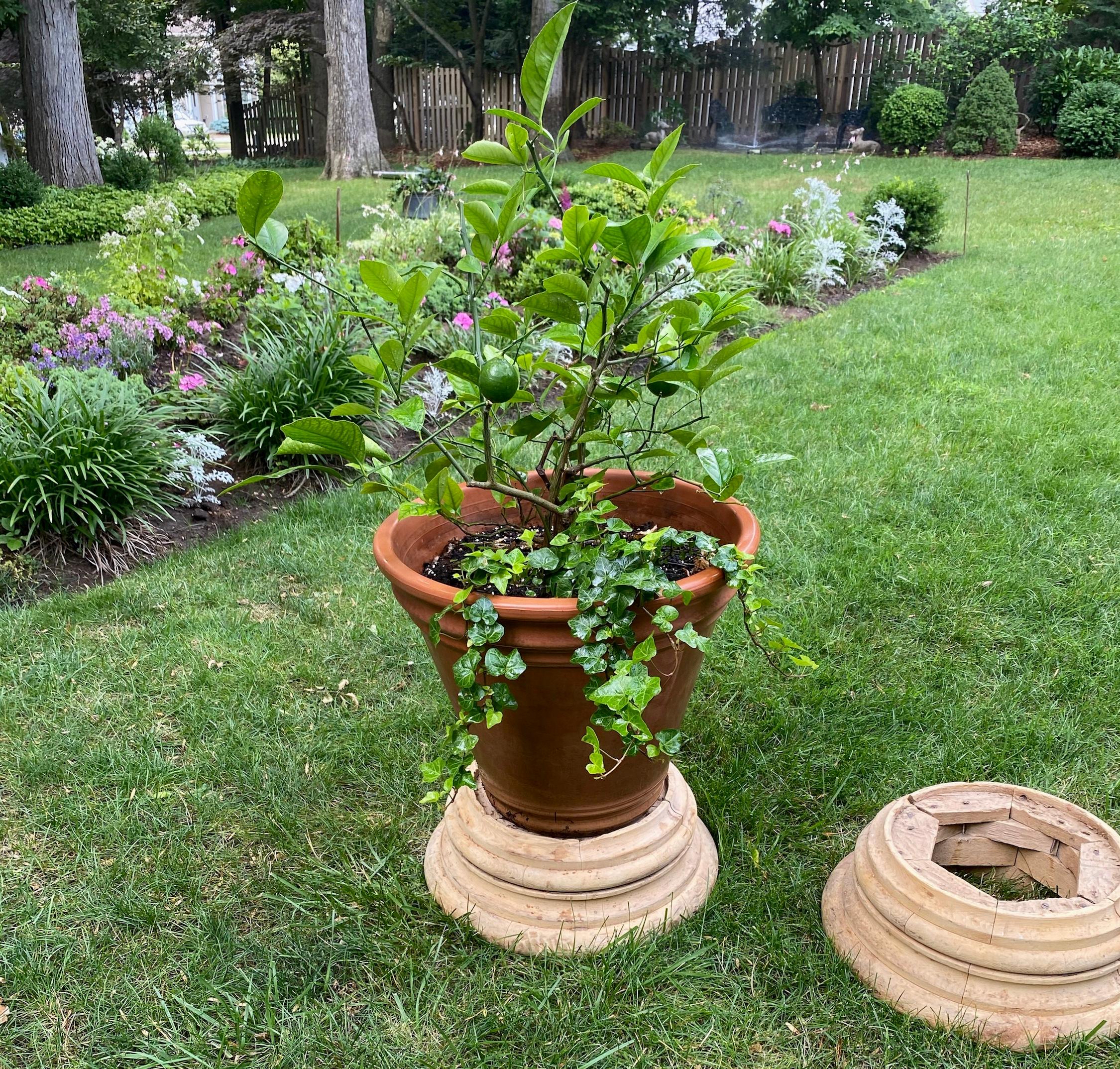 Pair washed pine planter bases. Pair of antique Georgian pine Ionic column bases perfect as stands for large indoor pots or planters, England, mid-19th century.
Dimensions: 18” diameter base x 6.5