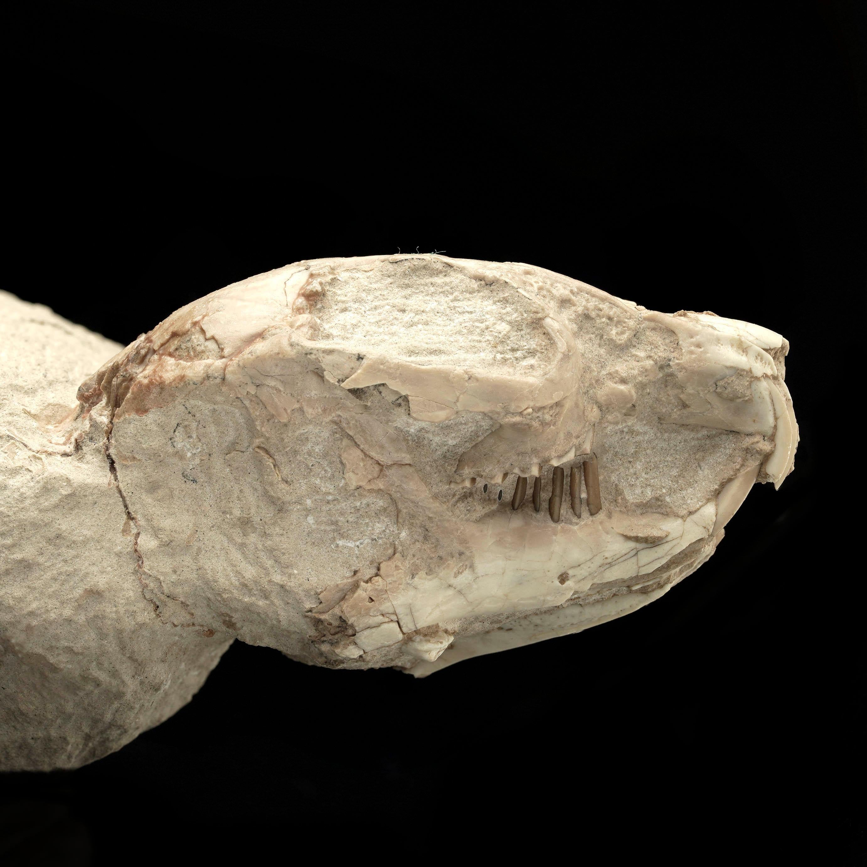 American Palaeolagus (Fossilized Rabbit) For Sale