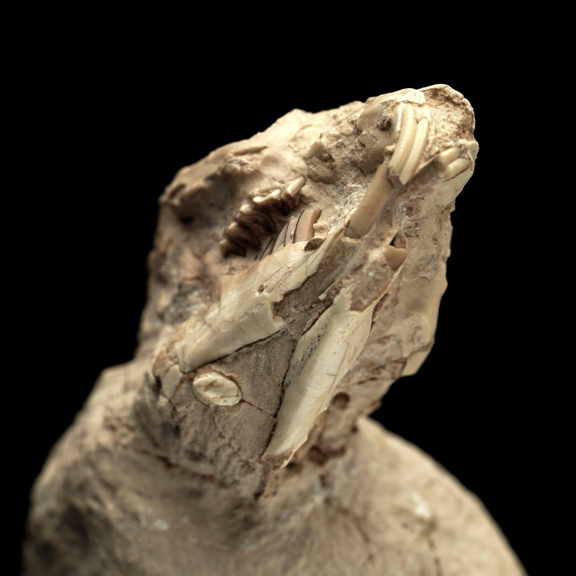 Palaeolagus (Fossilized Rabbit) In Excellent Condition For Sale In New York, NY