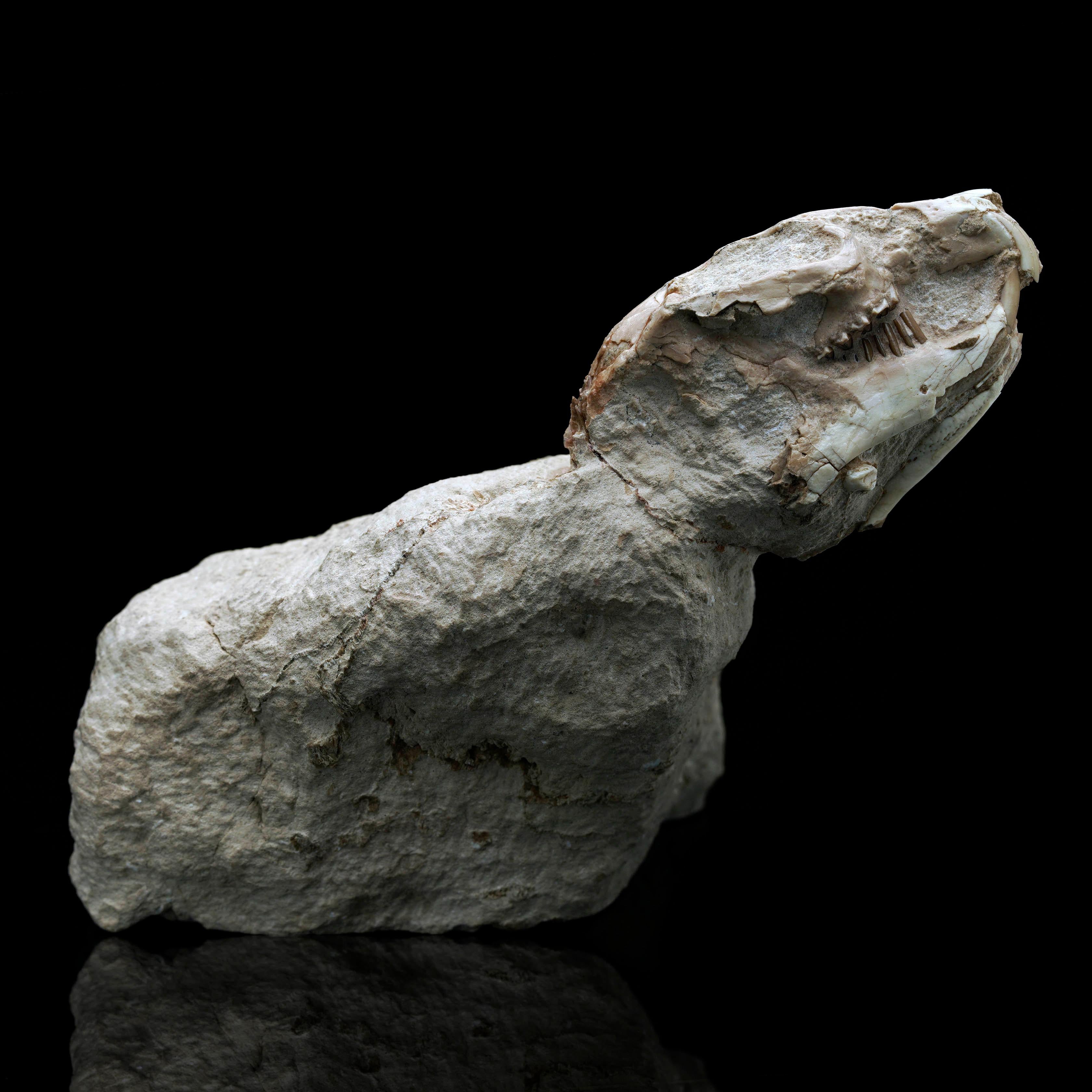 18th Century and Earlier Palaeolagus (Fossilized Rabbit) For Sale