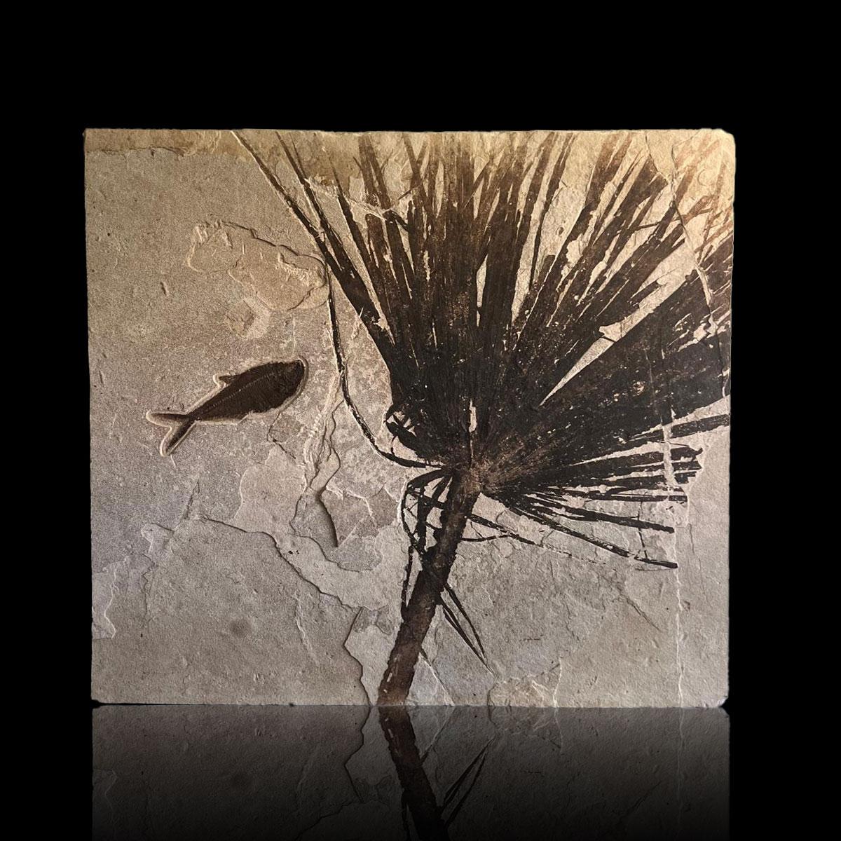 Dies ist ein hervorragendes Exemplar aus dem berühmten Fossil Lake in Wyoming, einem Teil der fossilreichen Green River Formation. Der große Palmwedel wird durch einen 100% vollständigen und atemberaubend detaillierten Diplomystus-Fisch ergänzt -