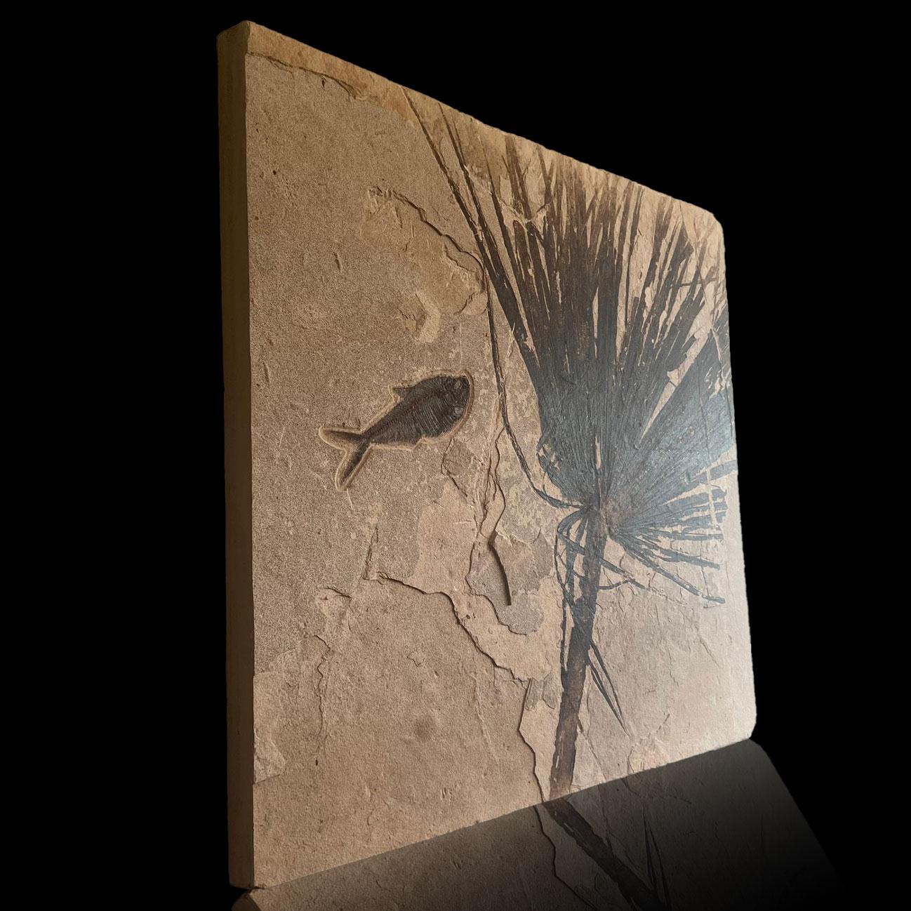 Palm Frond Fossil mit Diplomystus (amerikanisch) im Angebot