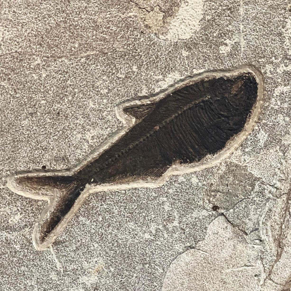 Palm Frond Fossil mit Diplomystus (18. Jahrhundert und früher) im Angebot