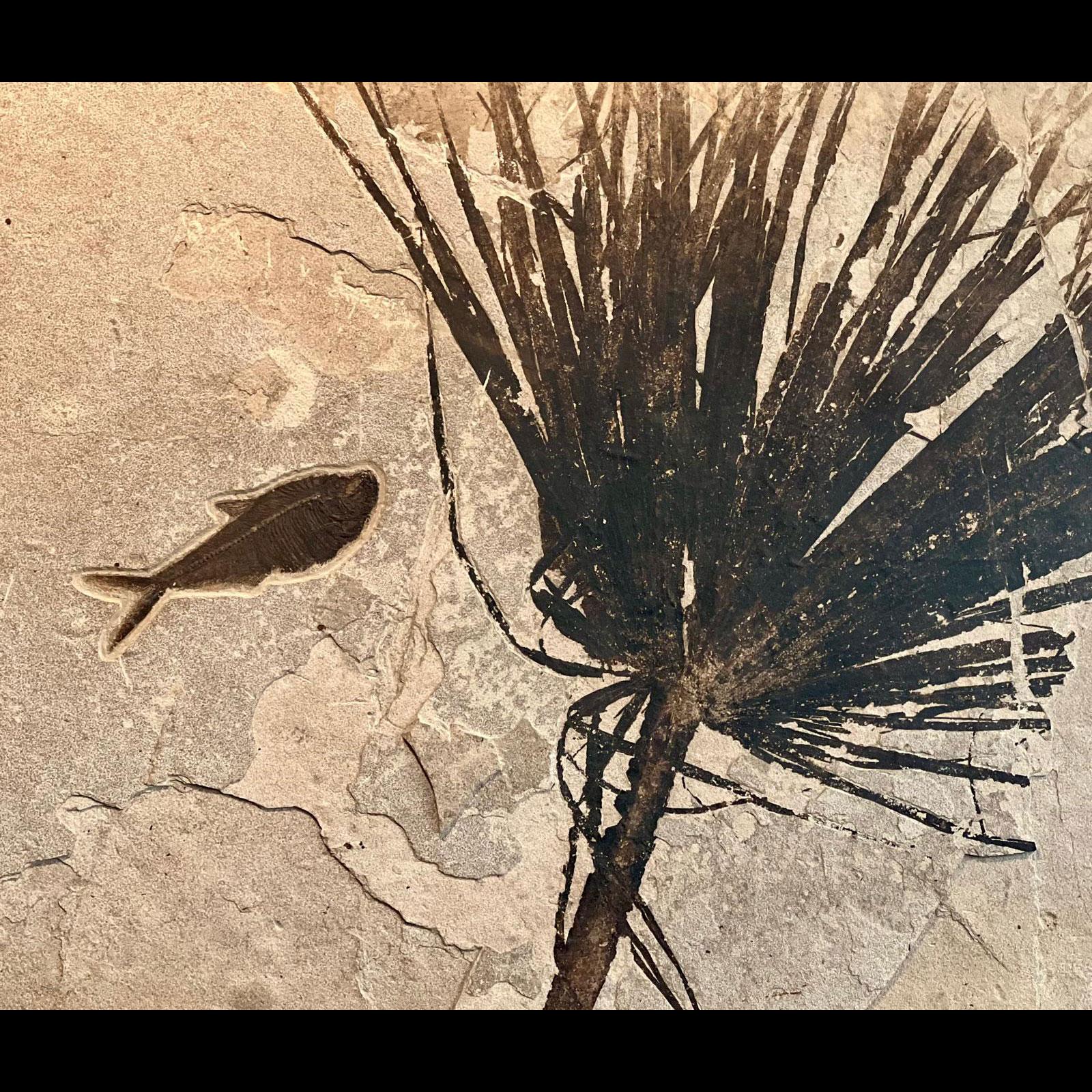 Palm Frond Fossil mit Diplomystus (Sonstiges) im Angebot