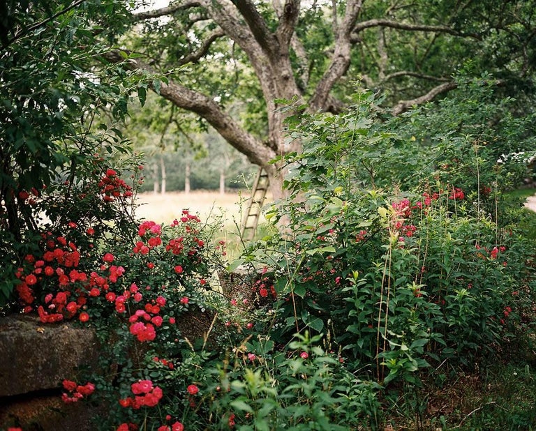 Palmer Davis Landscape Photograph - Wild Roses