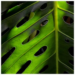 Palm's Eye by Laurel Hollis Feldman