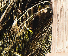 Delirio Exótico #4. Digital Collage. Limited Edition Color Photograph
