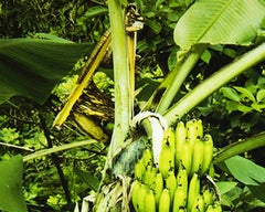 Delirio Exótico #6. Digital Collage. Limited Edition Color Photograph