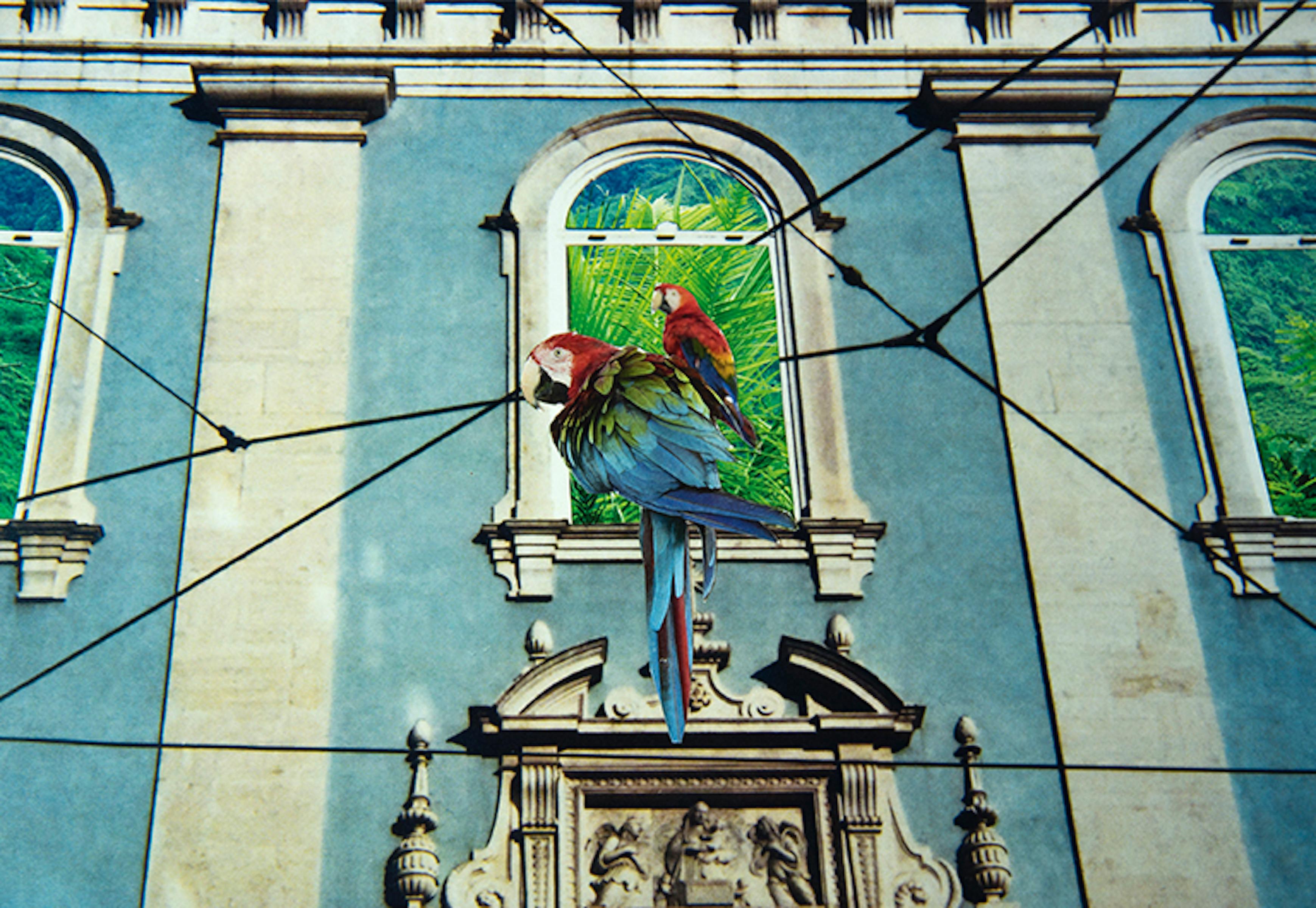 Paloma Castello Color Photograph – Delirio Exótico #8. Digitale Collage. Farbfotografie in limitierter Auflage