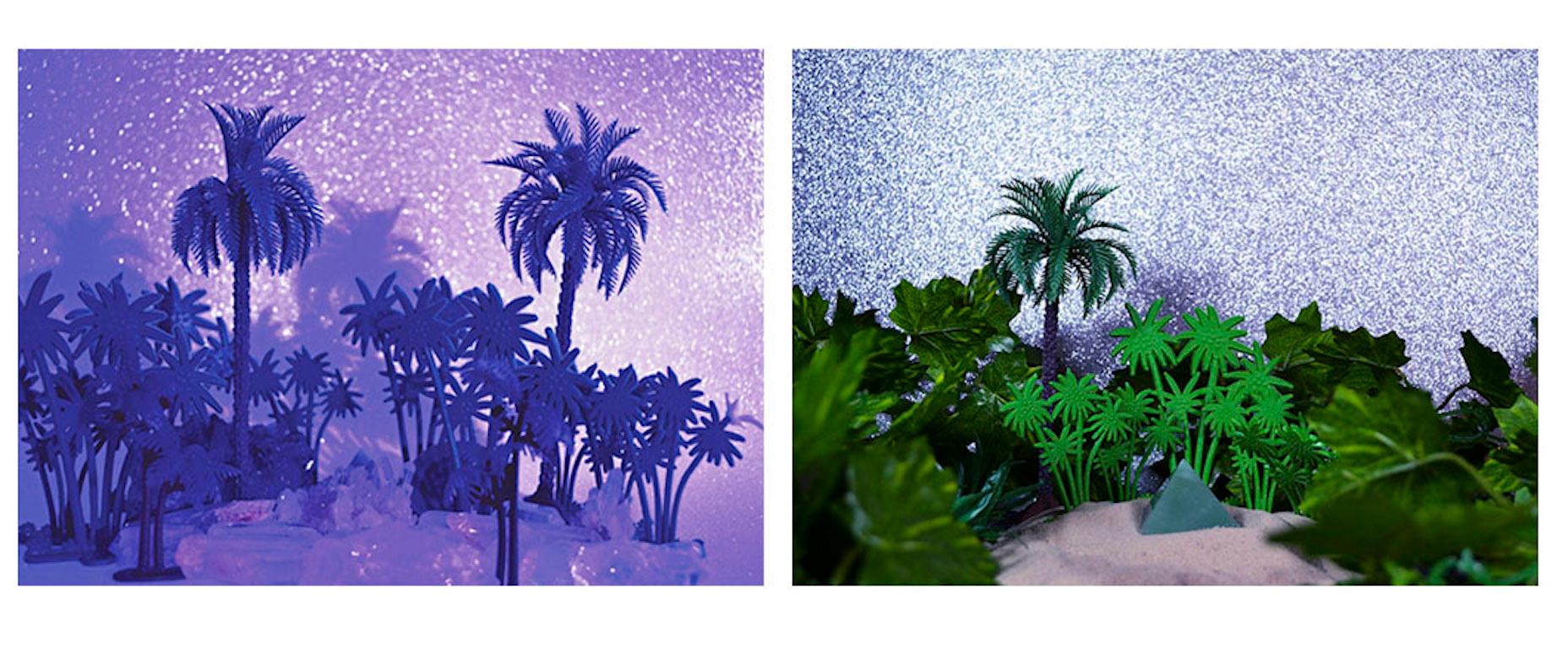 Tropicarios.  Einbau. Digitale Farbfotografie in limitierter Auflage  (Zeitgenössisch), Photograph, von Paloma Castello