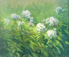 Phlox des jardins