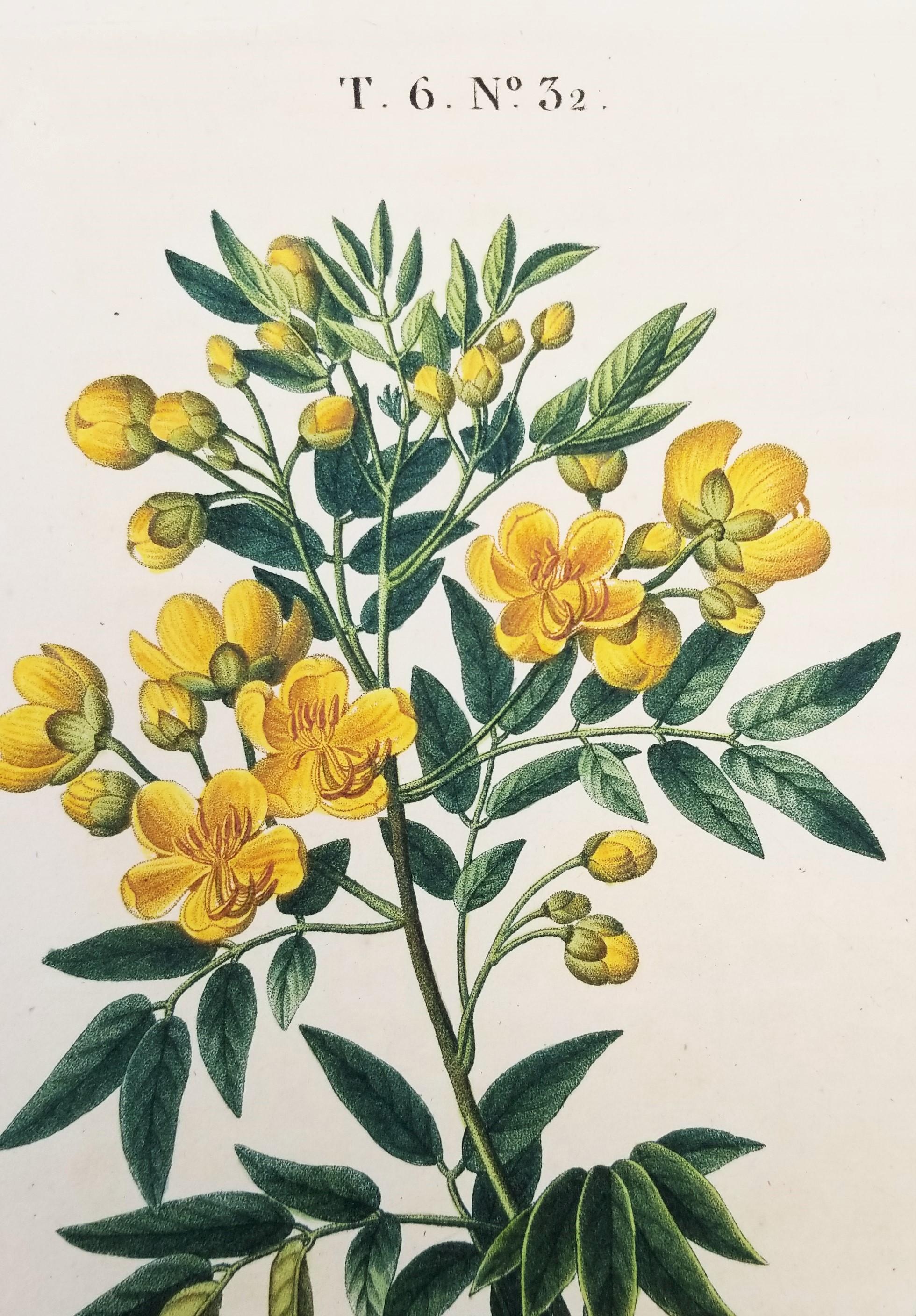 Cassia corymbosa (sen argentino) /// Pancrace Bessa Flor Planta Arte Botánico en venta 9