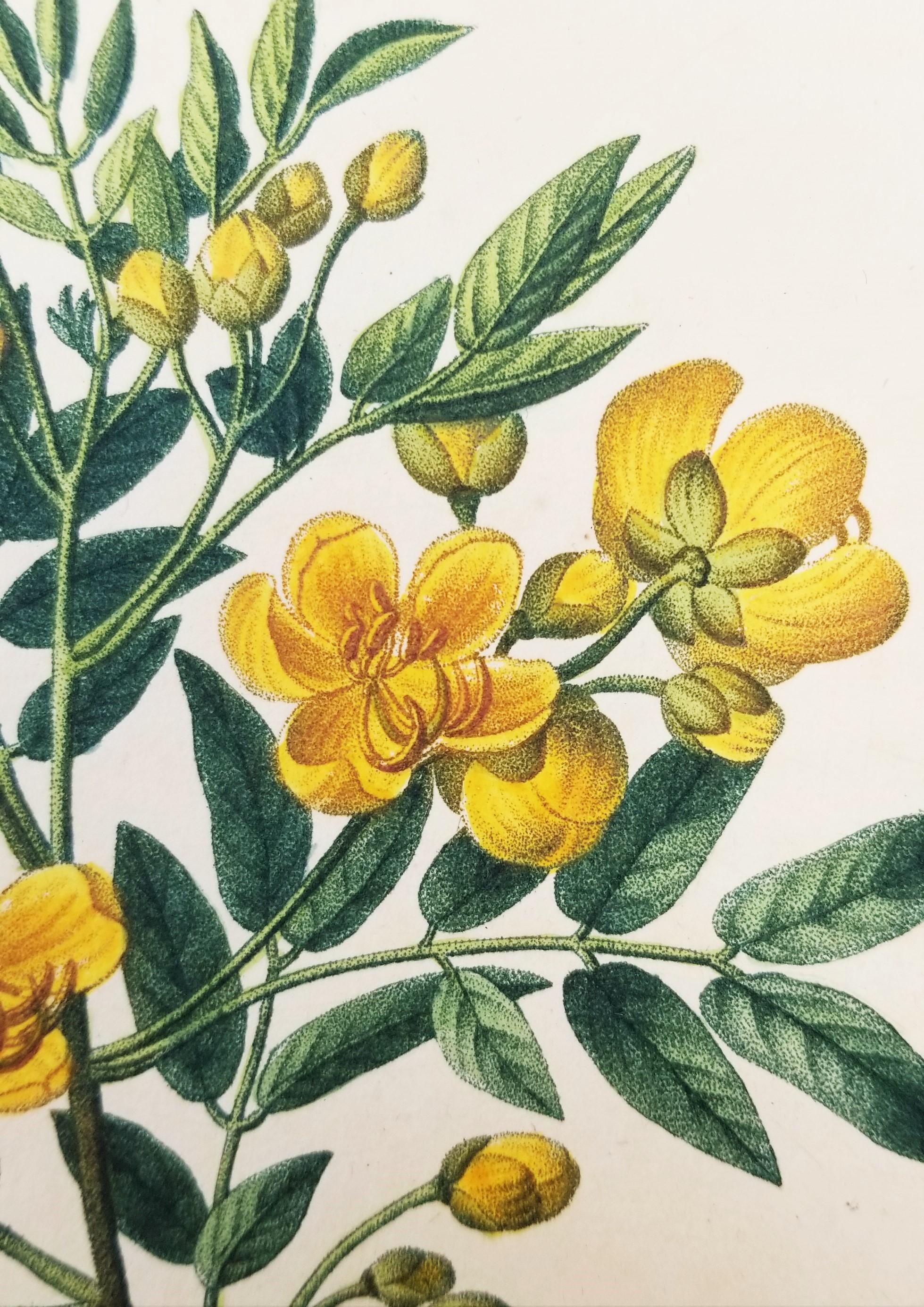Cassia corymbosa (sen argentino) /// Pancrace Bessa Flor Planta Arte Botánico en venta 10