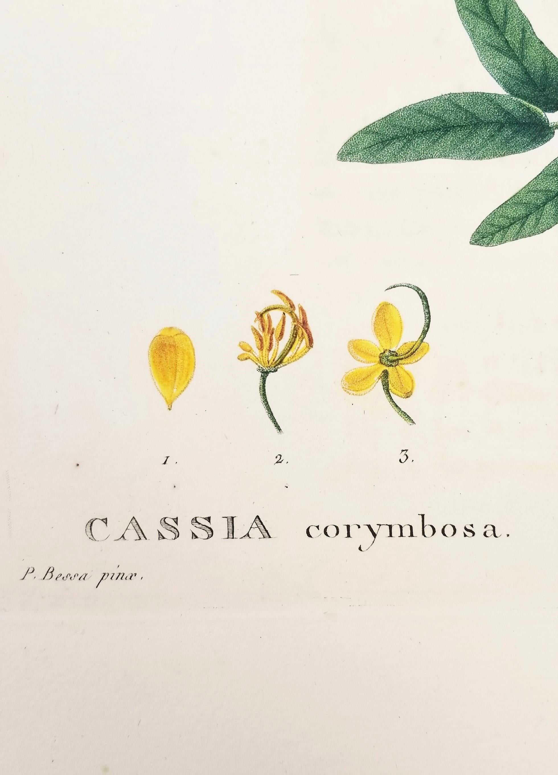 Cassia corymbosa (sen argentino) /// Pancrace Bessa Flor Planta Arte Botánico en venta 11