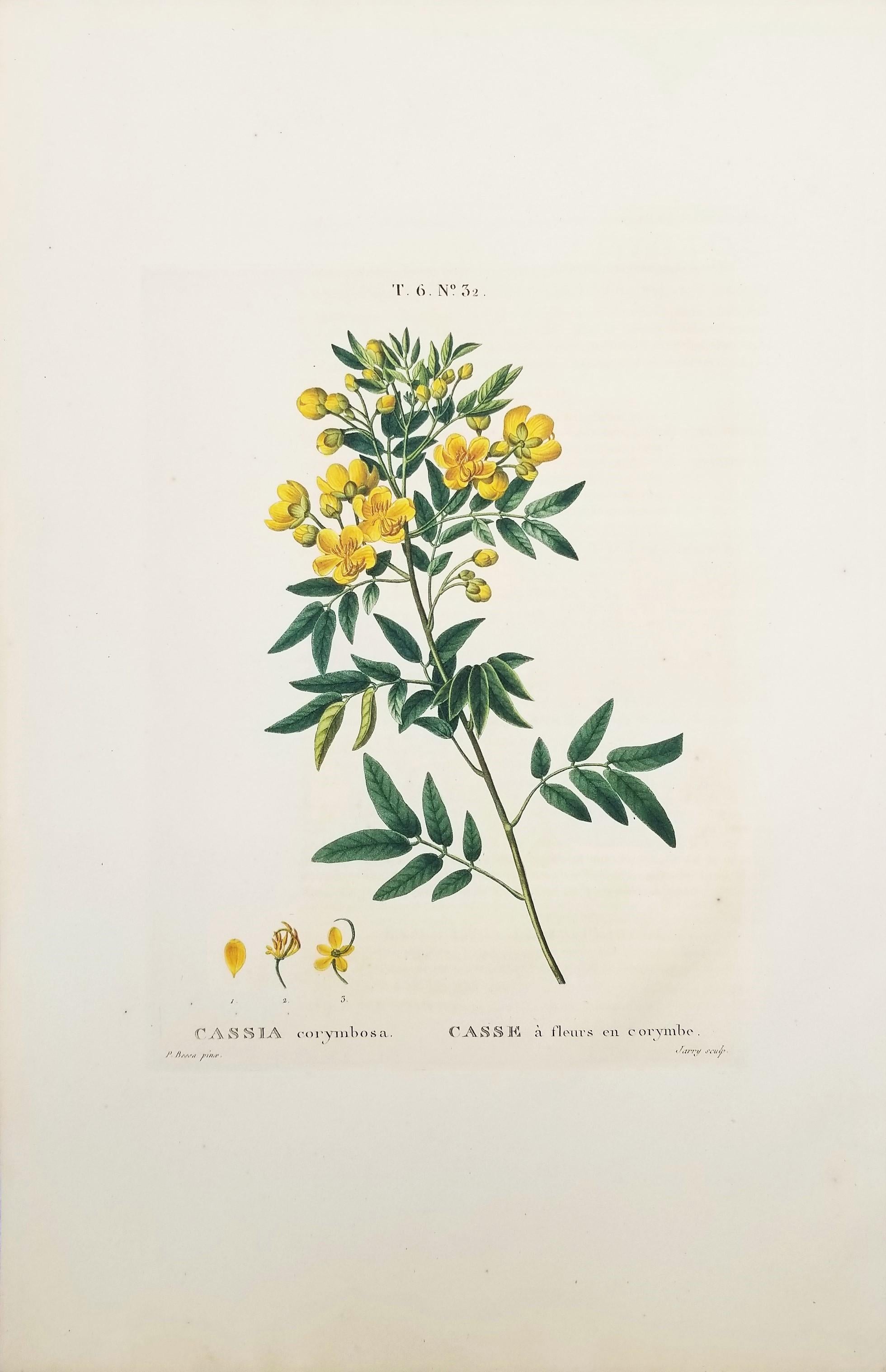 Cassia corymbosa (sen argentino) /// Pancrace Bessa Flor Planta Arte Botánico en venta 1