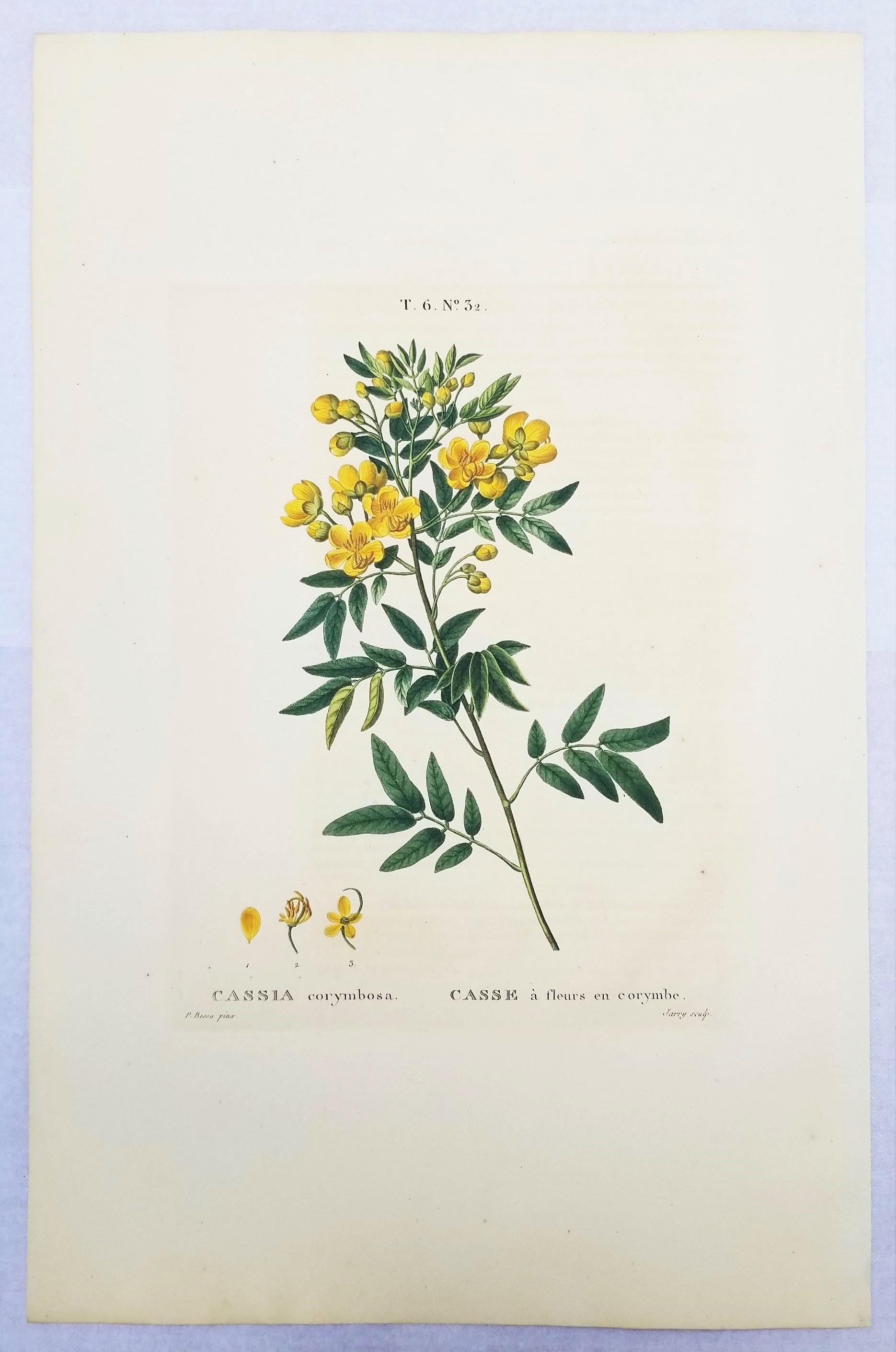 Cassia corymbosa (sen argentino) /// Pancrace Bessa Flor Planta Arte Botánico en venta 2
