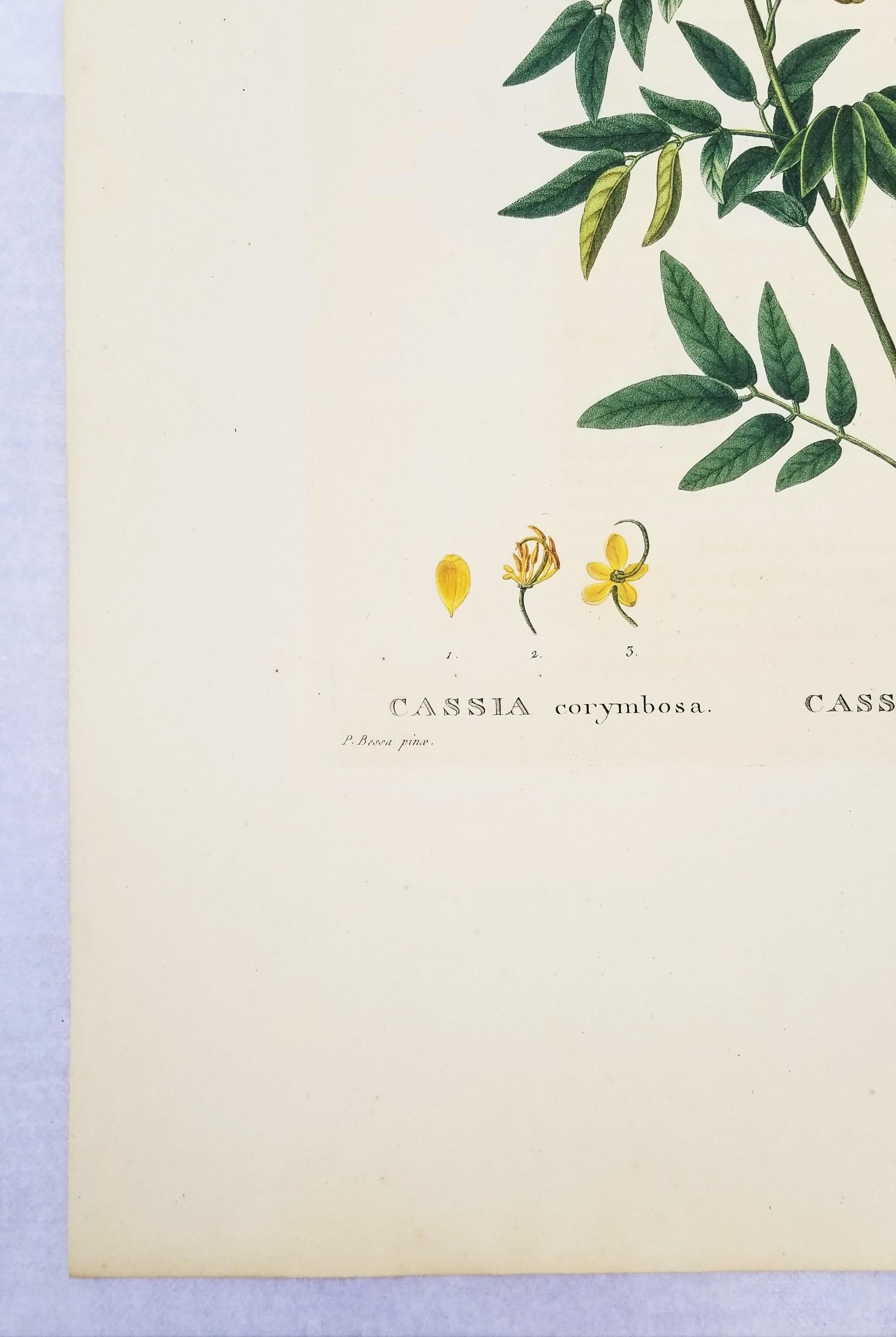 Cassia corymbosa (sen argentino) /// Pancrace Bessa Flor Planta Arte Botánico en venta 3
