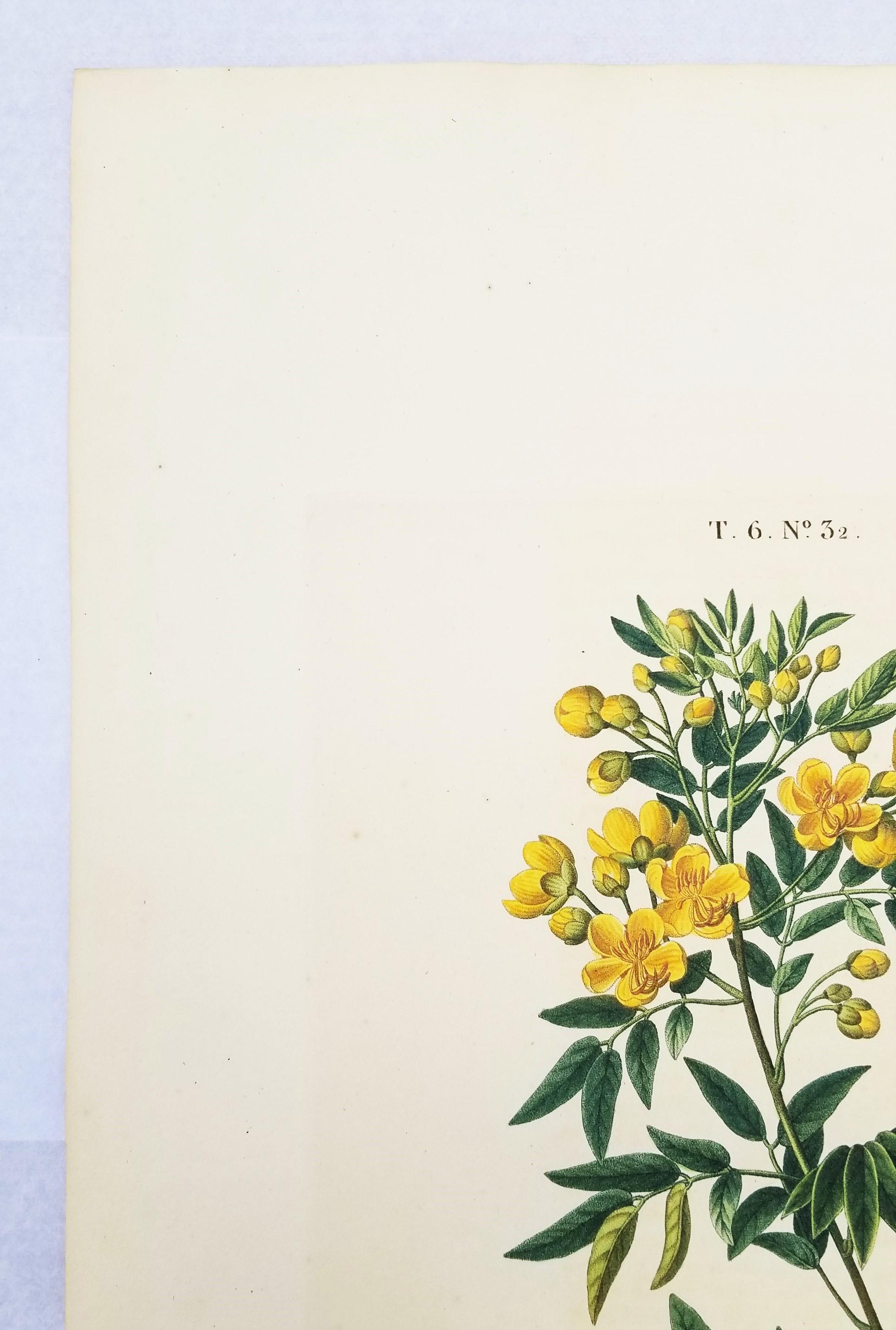 Cassia corymbosa (sen argentino) /// Pancrace Bessa Flor Planta Arte Botánico en venta 4