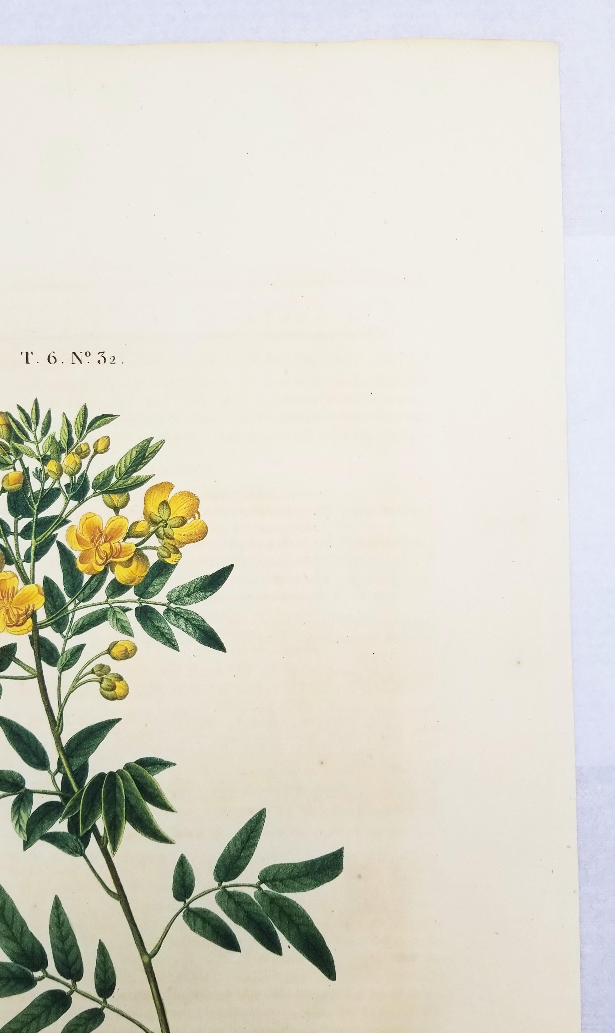 Cassia corymbosa (sen argentino) /// Pancrace Bessa Flor Planta Arte Botánico en venta 5