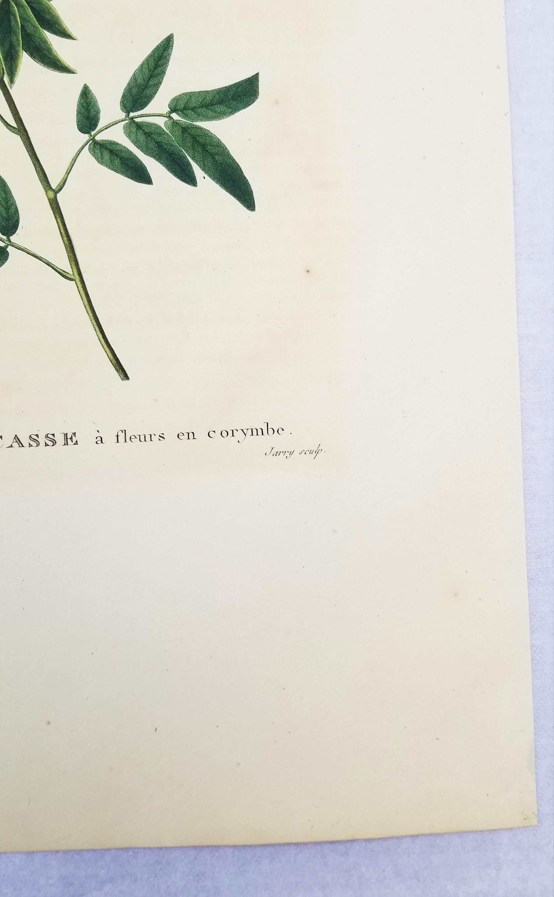 Cassia corymbosa (sen argentino) /// Pancrace Bessa Flor Planta Arte Botánico en venta 6
