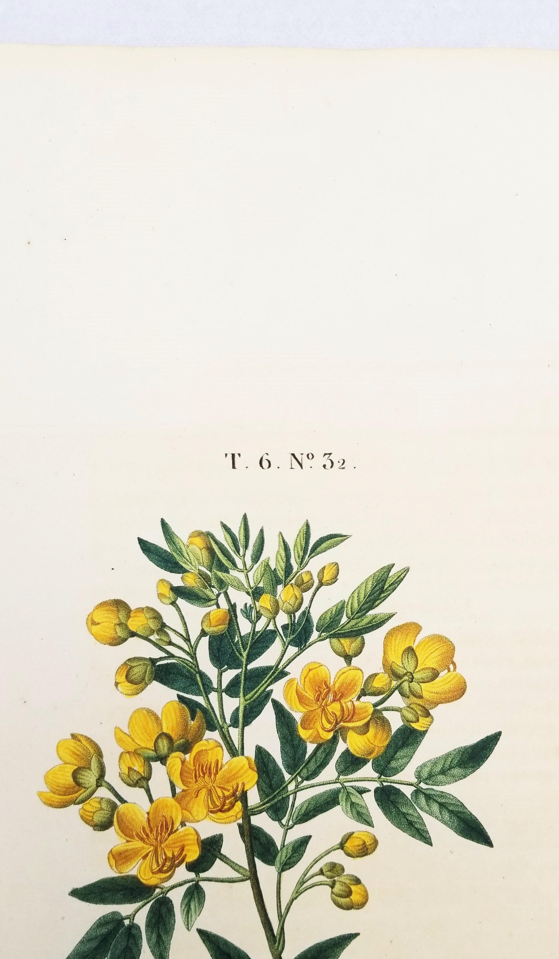 Cassia corymbosa (sen argentino) /// Pancrace Bessa Flor Planta Arte Botánico en venta 7
