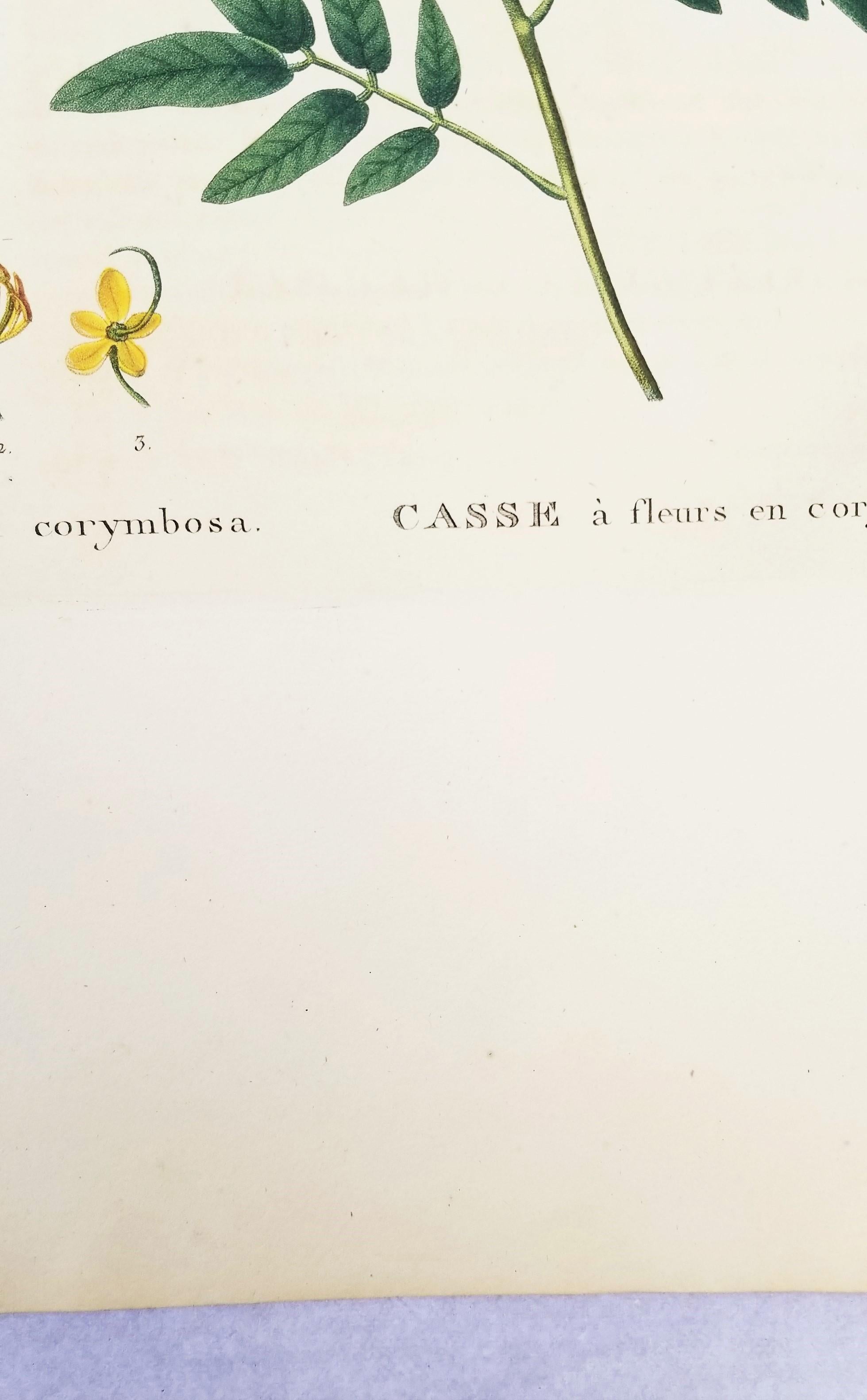 Cassia corymbosa (sen argentino) /// Pancrace Bessa Flor Planta Arte Botánico en venta 8
