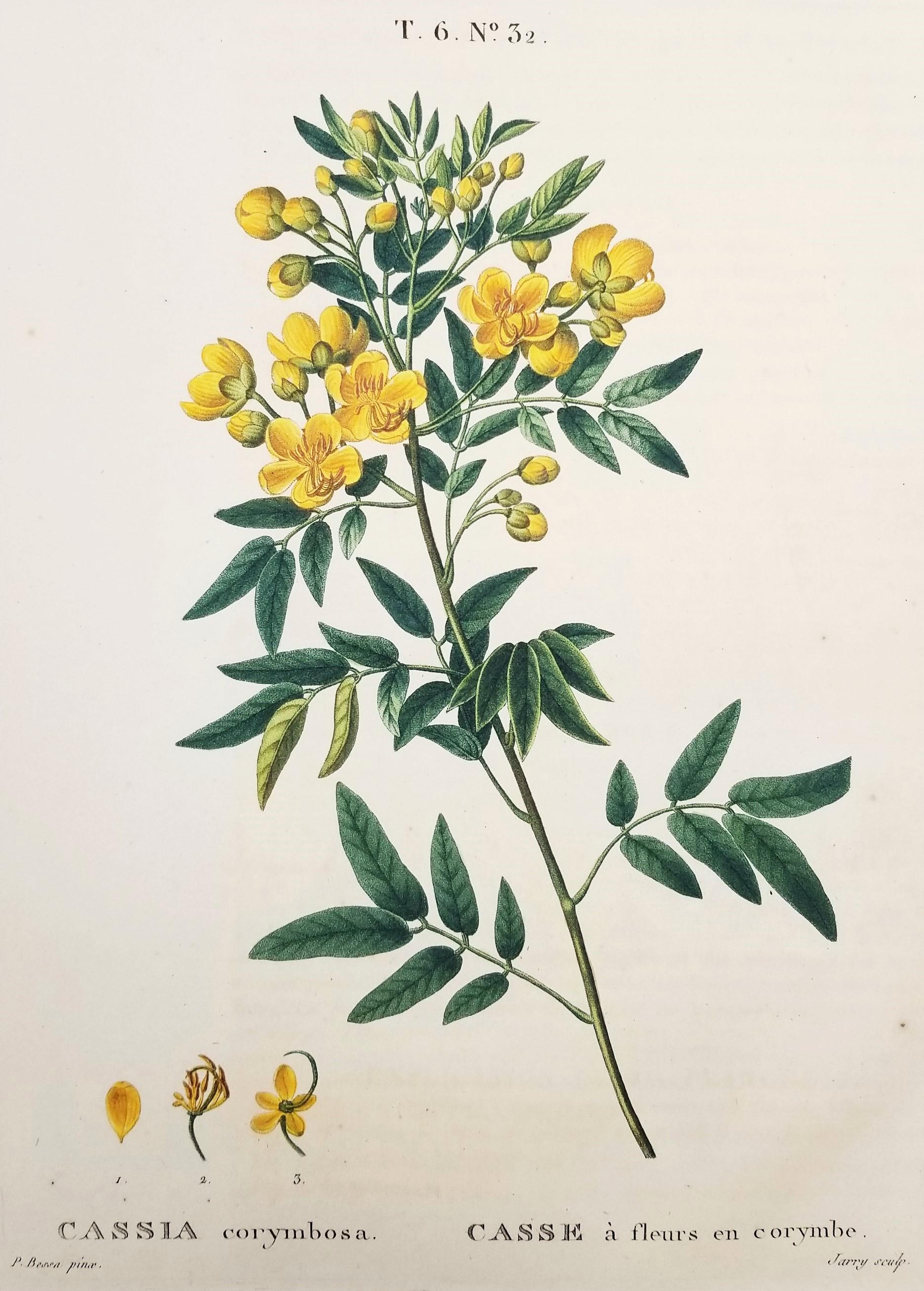 Cassia corymbosa (sen argentino) /// Pancrace Bessa Flor Planta Arte Botánico