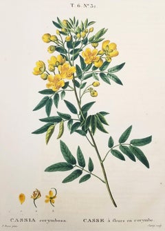 Antique Cassia corymbosa (Argentine senna) /// Pancrace Bessa Flower Plant Botanical Art