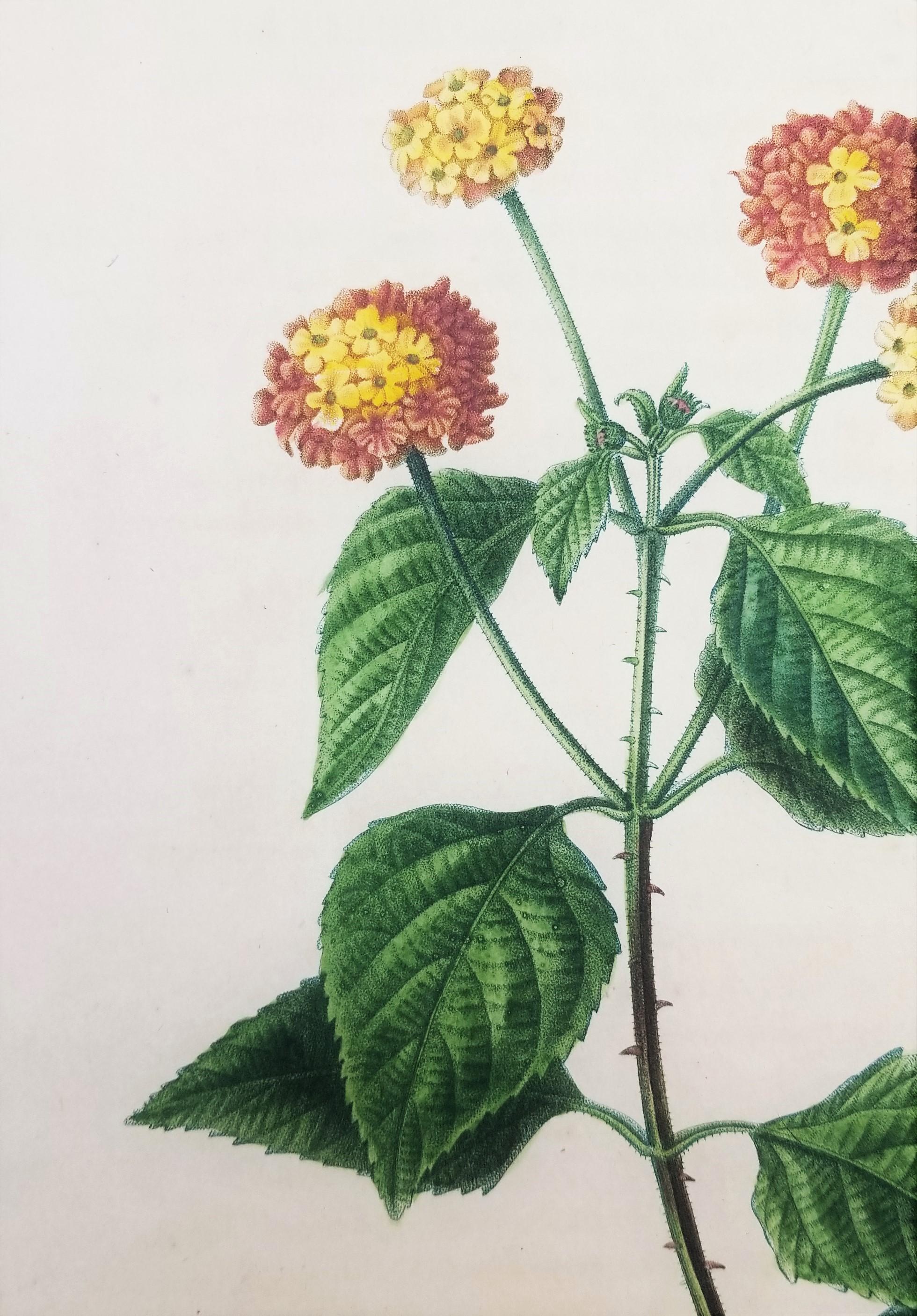 Lantana aculeata (Common Lantana) /// Pancrace Bessa Blumenpflanzgefäß botanische Kunst im Angebot 9