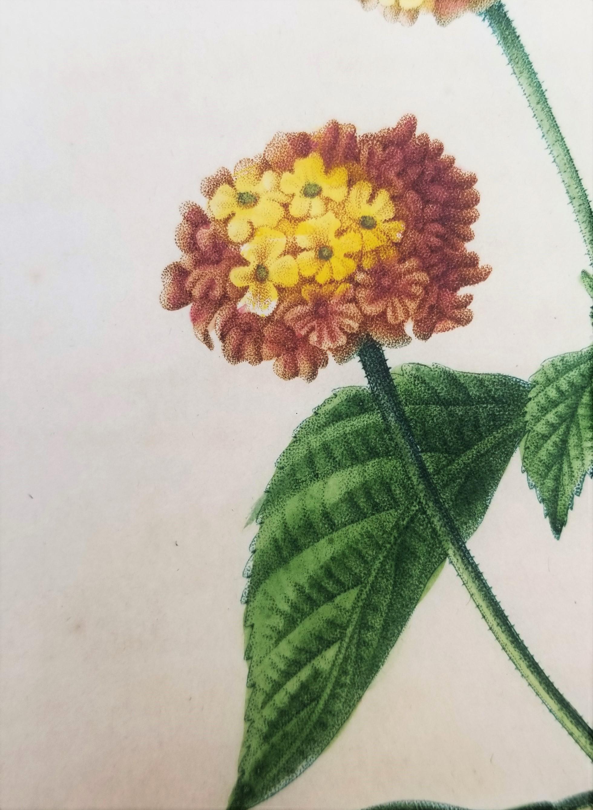 Lantana aculeata (Common Lantana) /// Pancrace Bessa Blumenpflanzgefäß botanische Kunst im Angebot 10