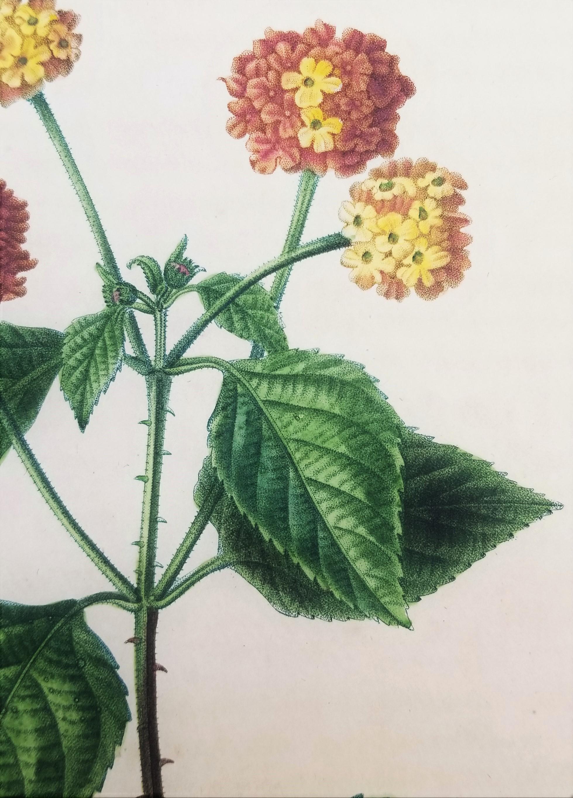Lantana aculeata (Common Lantana) /// Pancrace Bessa Blumenpflanzgefäß botanische Kunst im Angebot 11