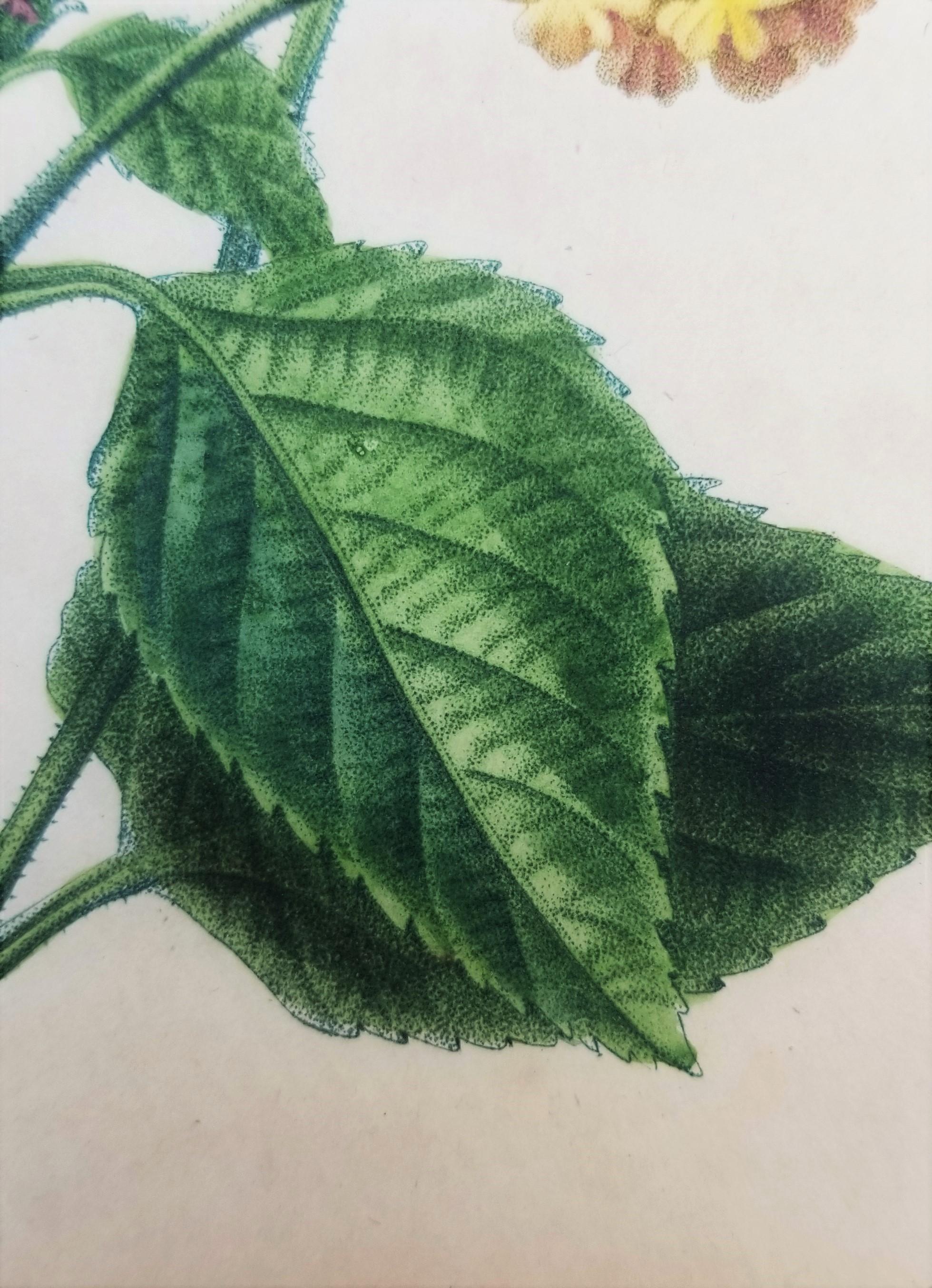 Lantana aculeata (Common Lantana) /// Pancrace Bessa Blumenpflanzgefäß botanische Kunst im Angebot 12