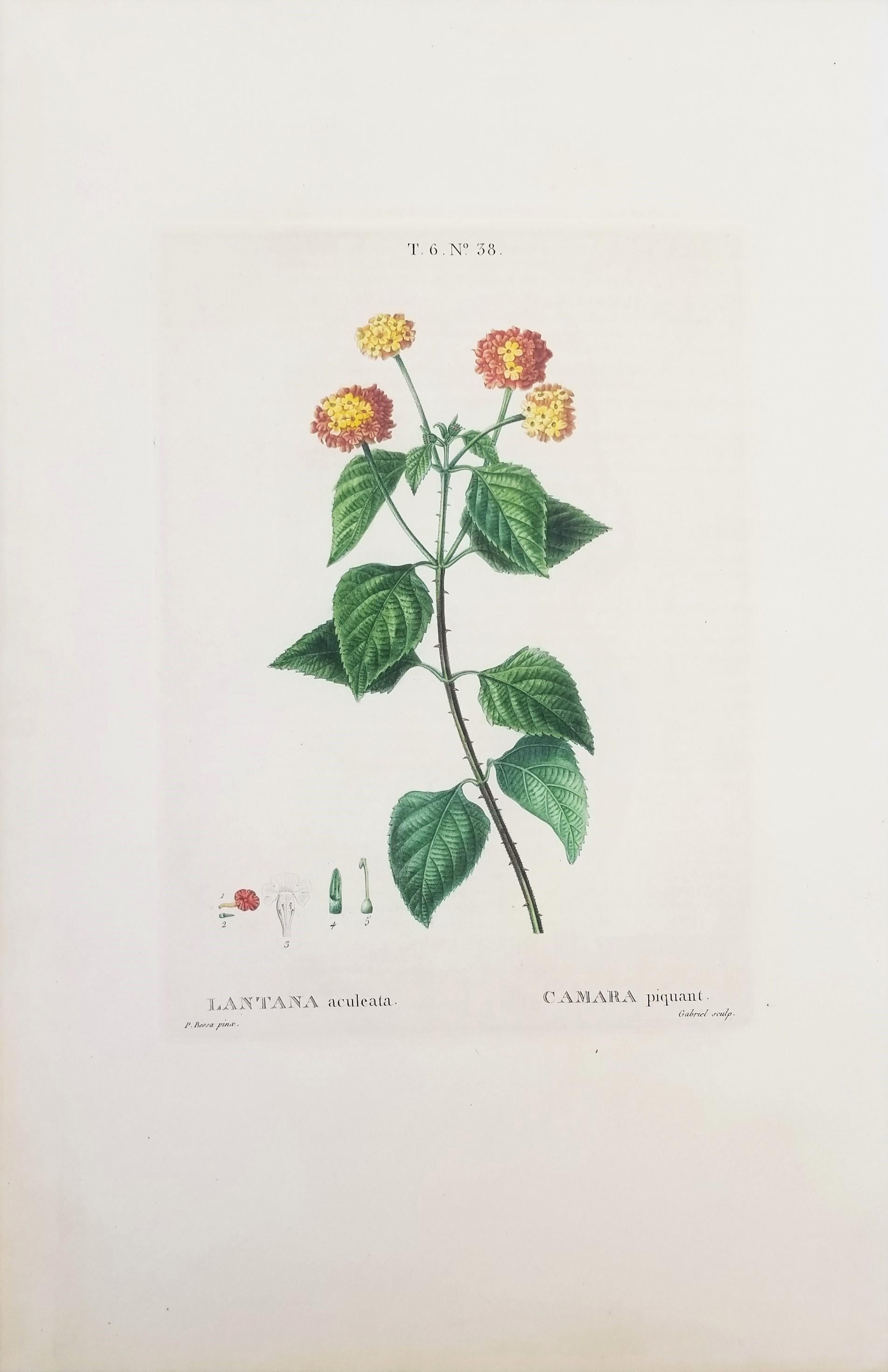 Lantana aculeata (Common Lantana) /// Pancrace Bessa Blumenpflanzgefäß botanische Kunst im Angebot 1