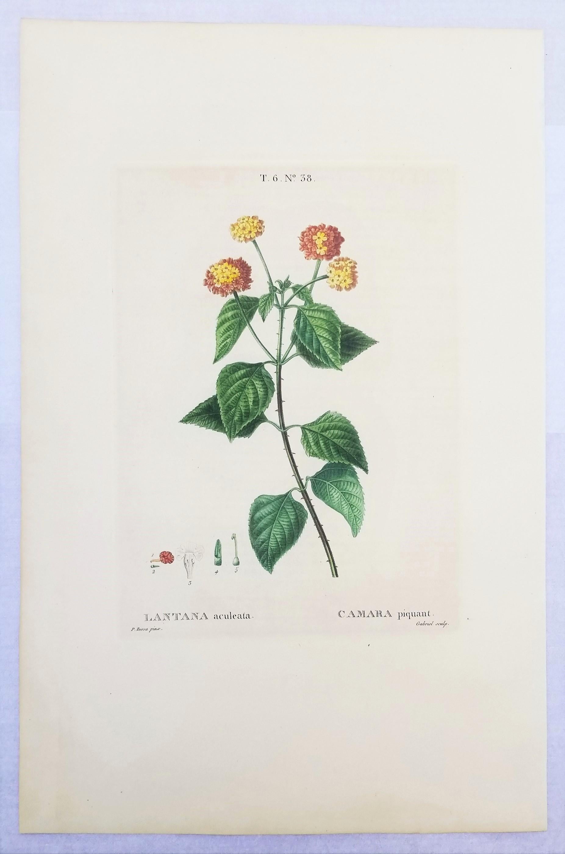 Lantana aculeata (Common Lantana) /// Pancrace Bessa Blumenpflanzgefäß botanische Kunst im Angebot 2