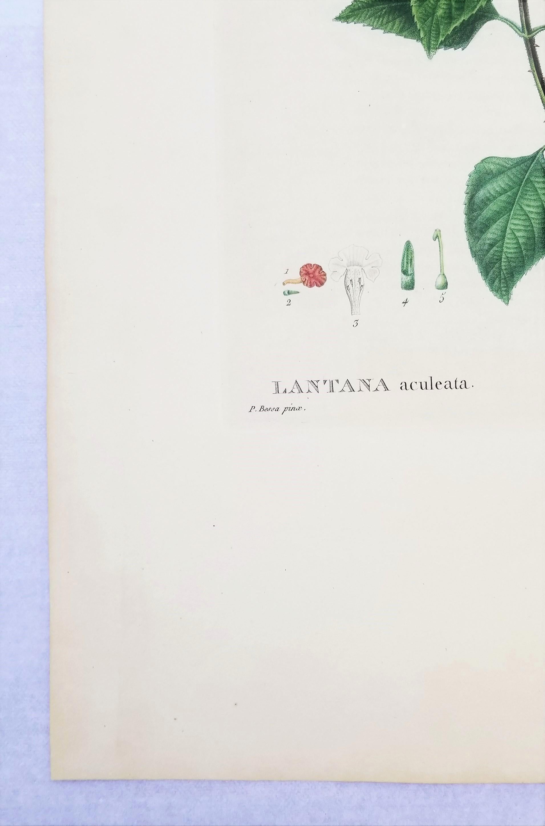 Lantana aculeata (Common Lantana) /// Pancrace Bessa Blumenpflanzgefäß botanische Kunst im Angebot 3