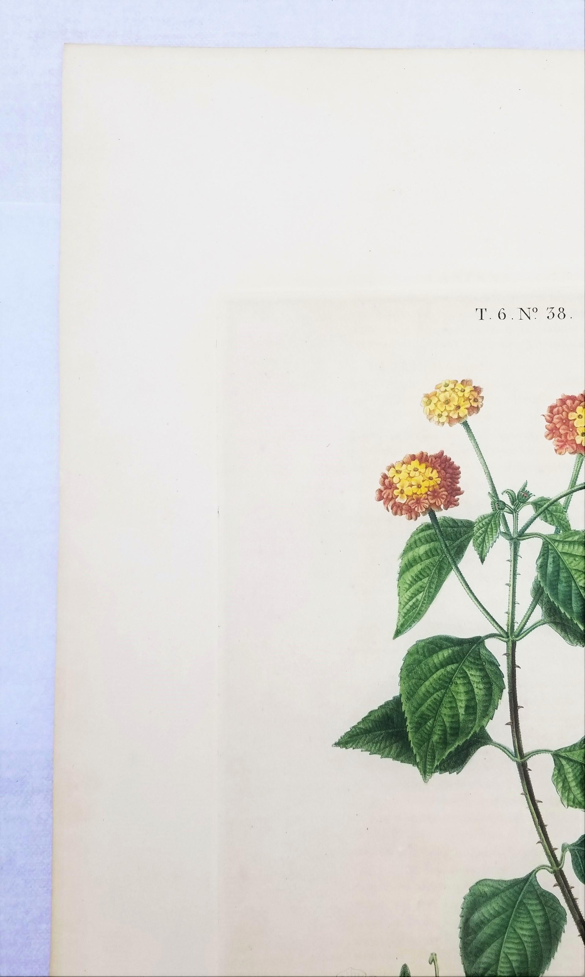Lantana aculeata (Common Lantana) /// Pancrace Bessa Blumenpflanzgefäß botanische Kunst im Angebot 4