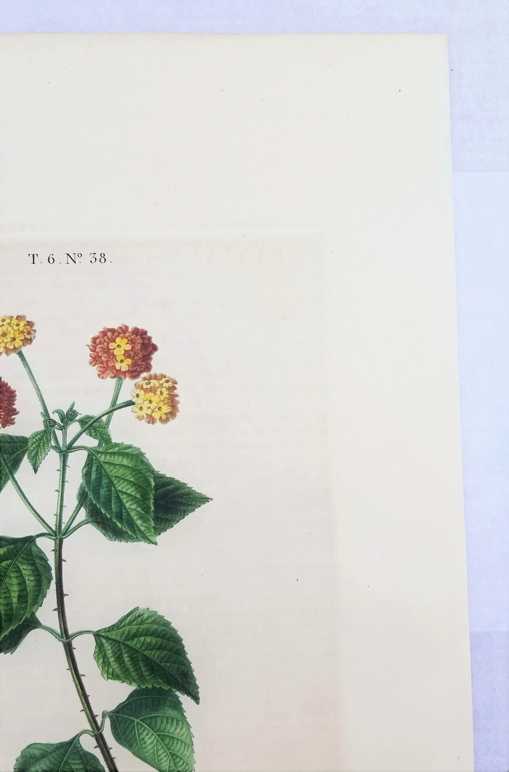 Lantana aculeata (Common Lantana) /// Pancrace Bessa Blumenpflanzgefäß botanische Kunst im Angebot 5