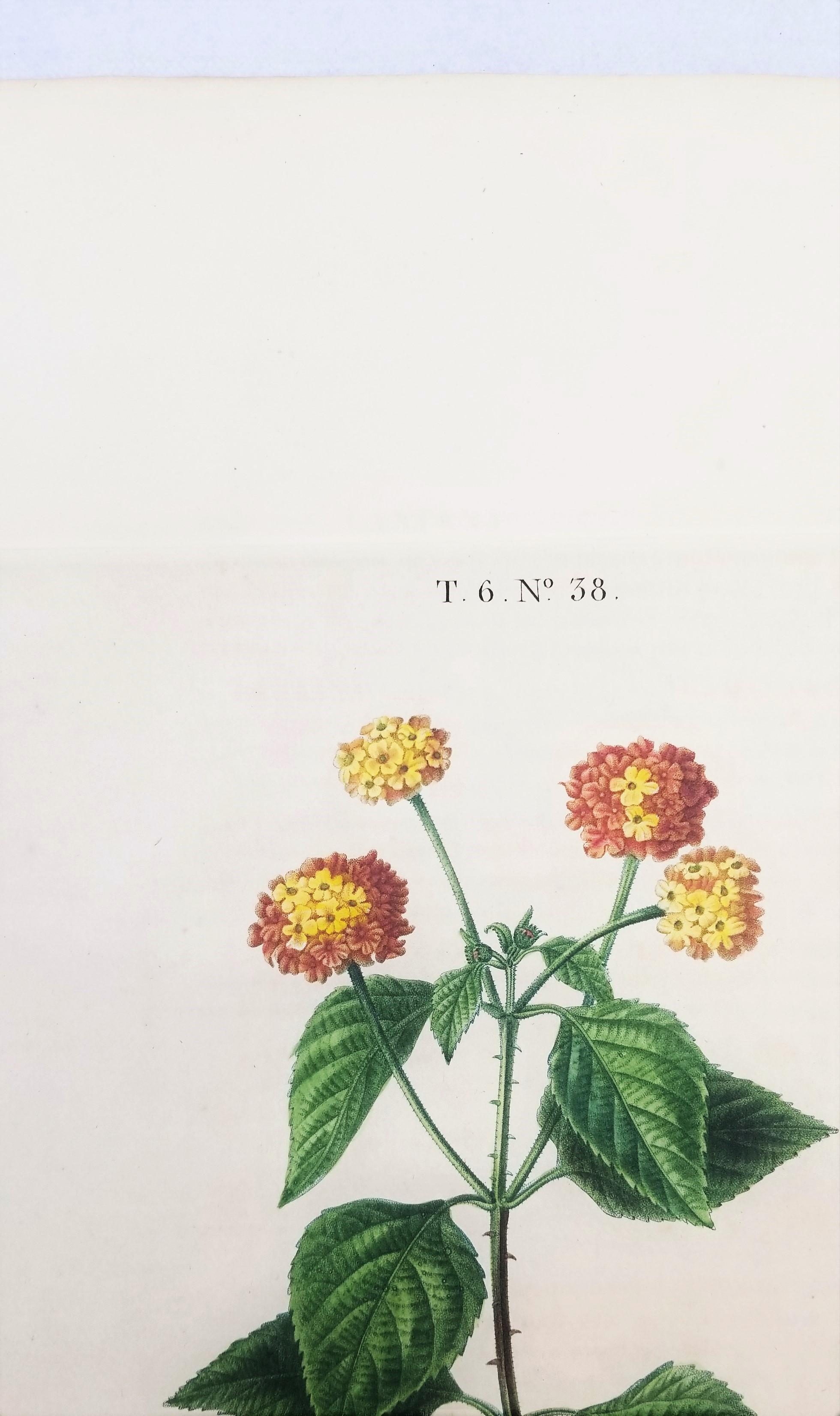 Lantana aculeata (Common Lantana) /// Pancrace Bessa Blumenpflanzgefäß botanische Kunst im Angebot 7