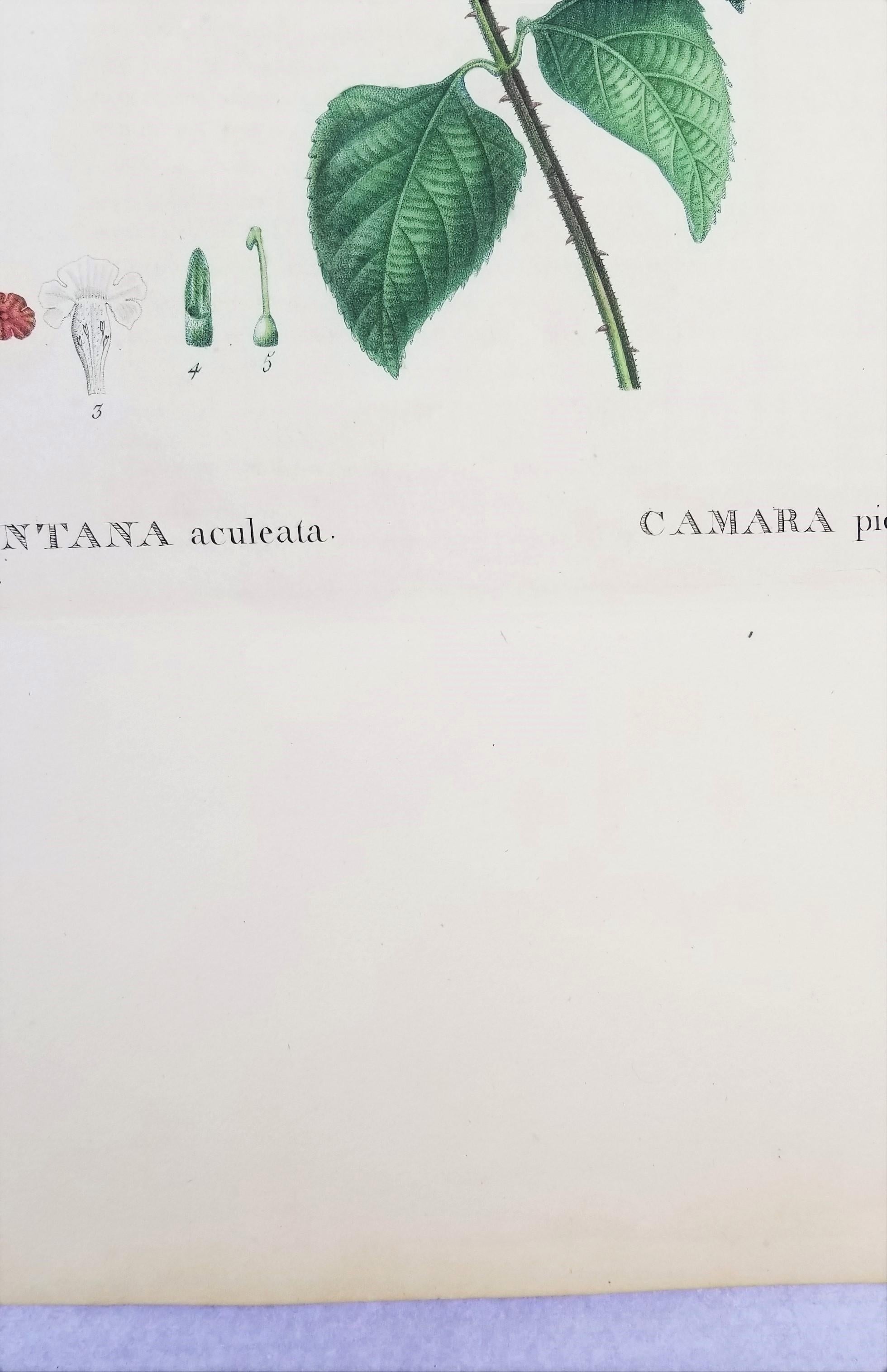 Lantana aculeata (Common Lantana) /// Pancrace Bessa Blumenpflanzgefäß botanische Kunst im Angebot 8