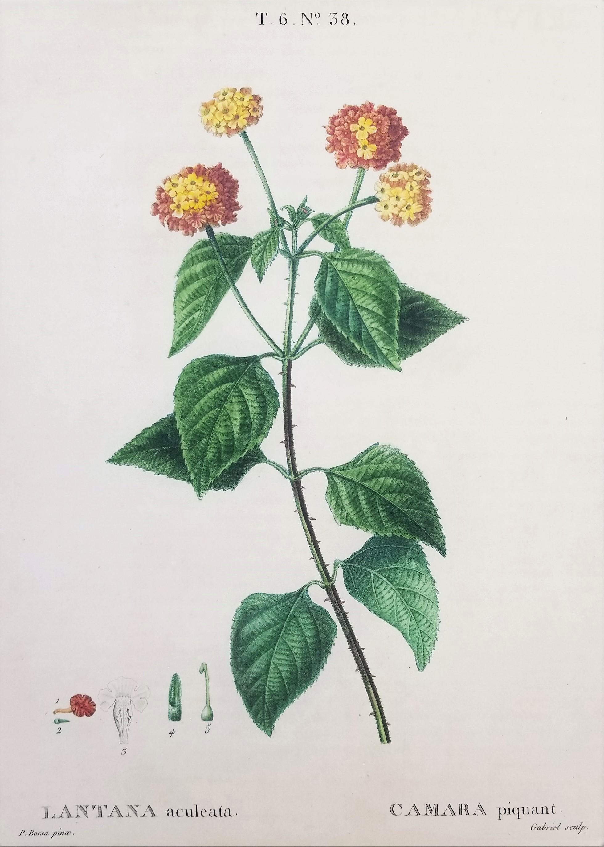 Lantana aculeata (Lantana común) /// Pancrace Bessa Flor Planta Arte Botánico