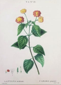 Lantana aculeata (Lantana común) /// Pancrace Bessa Flor Planta Arte Botánico