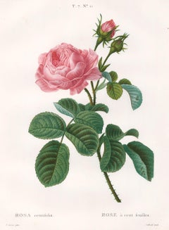 Antique Pink Rose Engraving