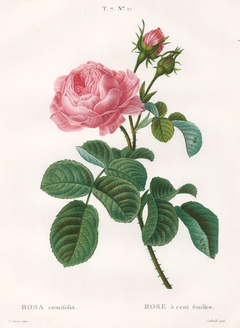Pancrase Bessa - Pink Rose Engraving For Sale at 1stDibs
