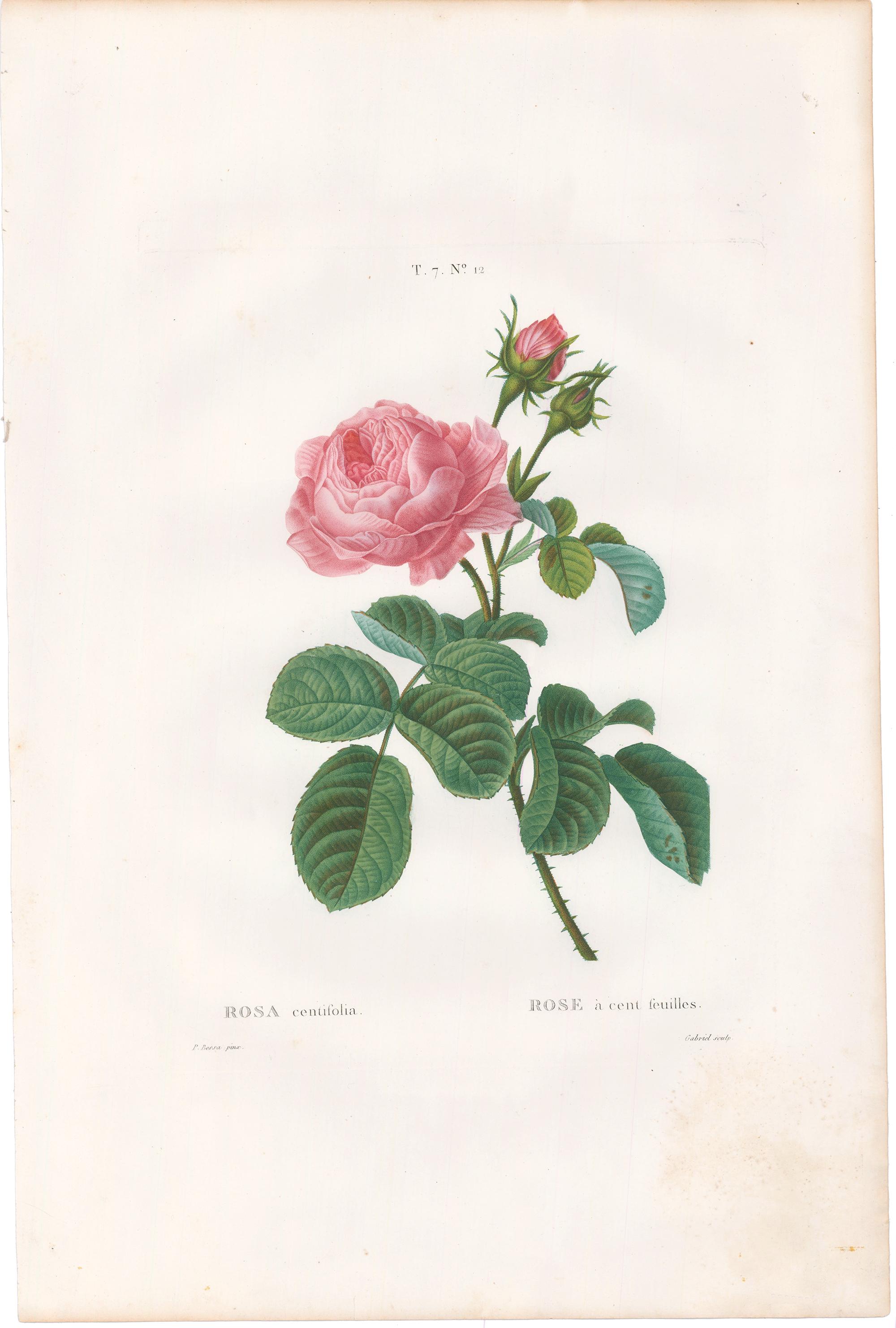 rosa centifolia for sale