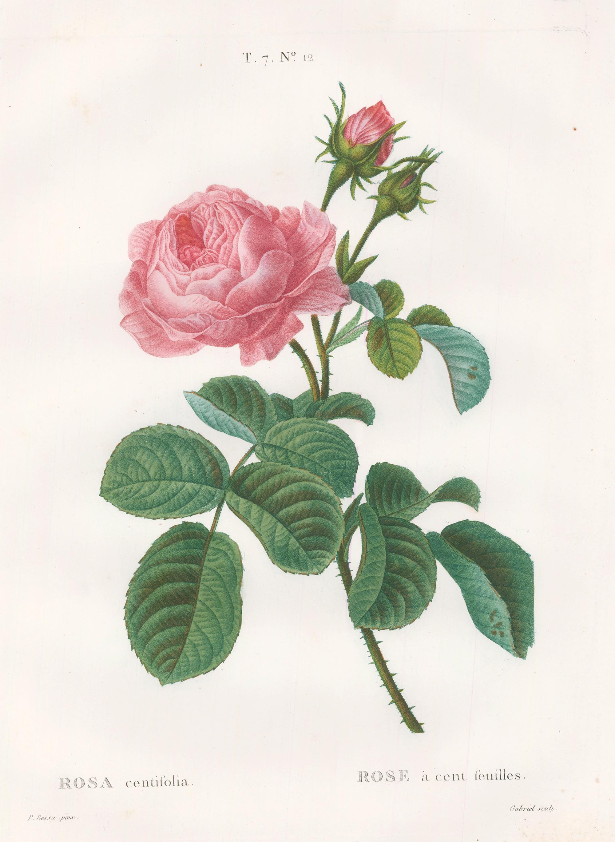 Pink Rose Engraving: Rosa Centifolia - Print by Pancrase Bessa